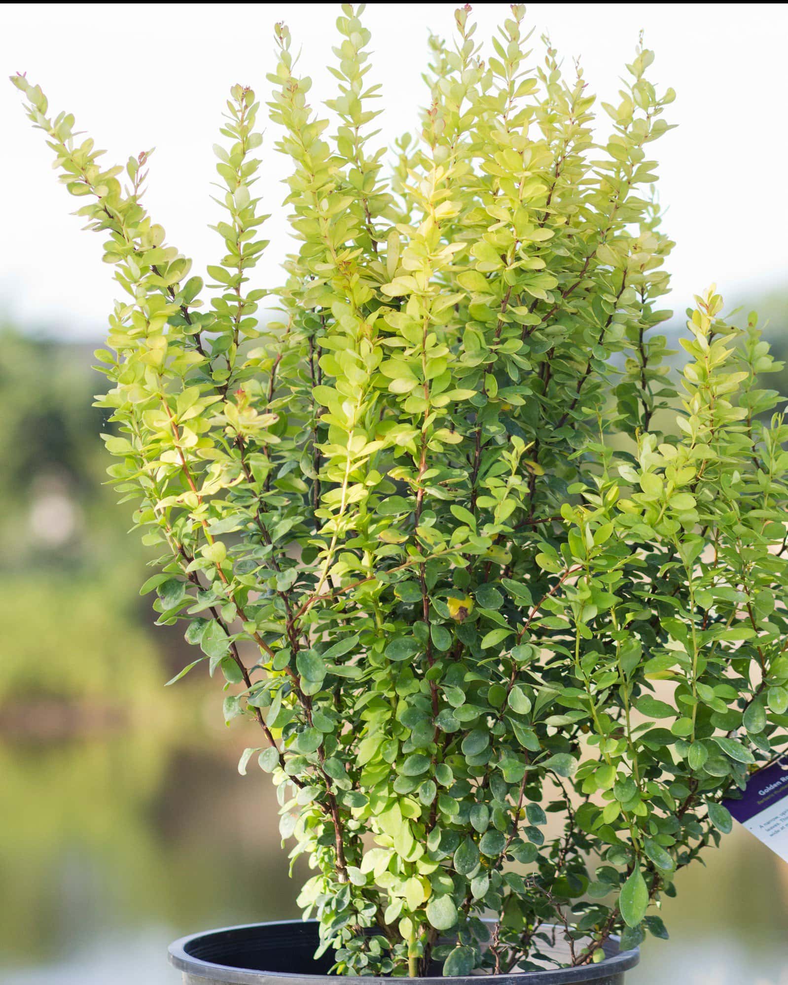 Golden Rocket Barberry - Image 1