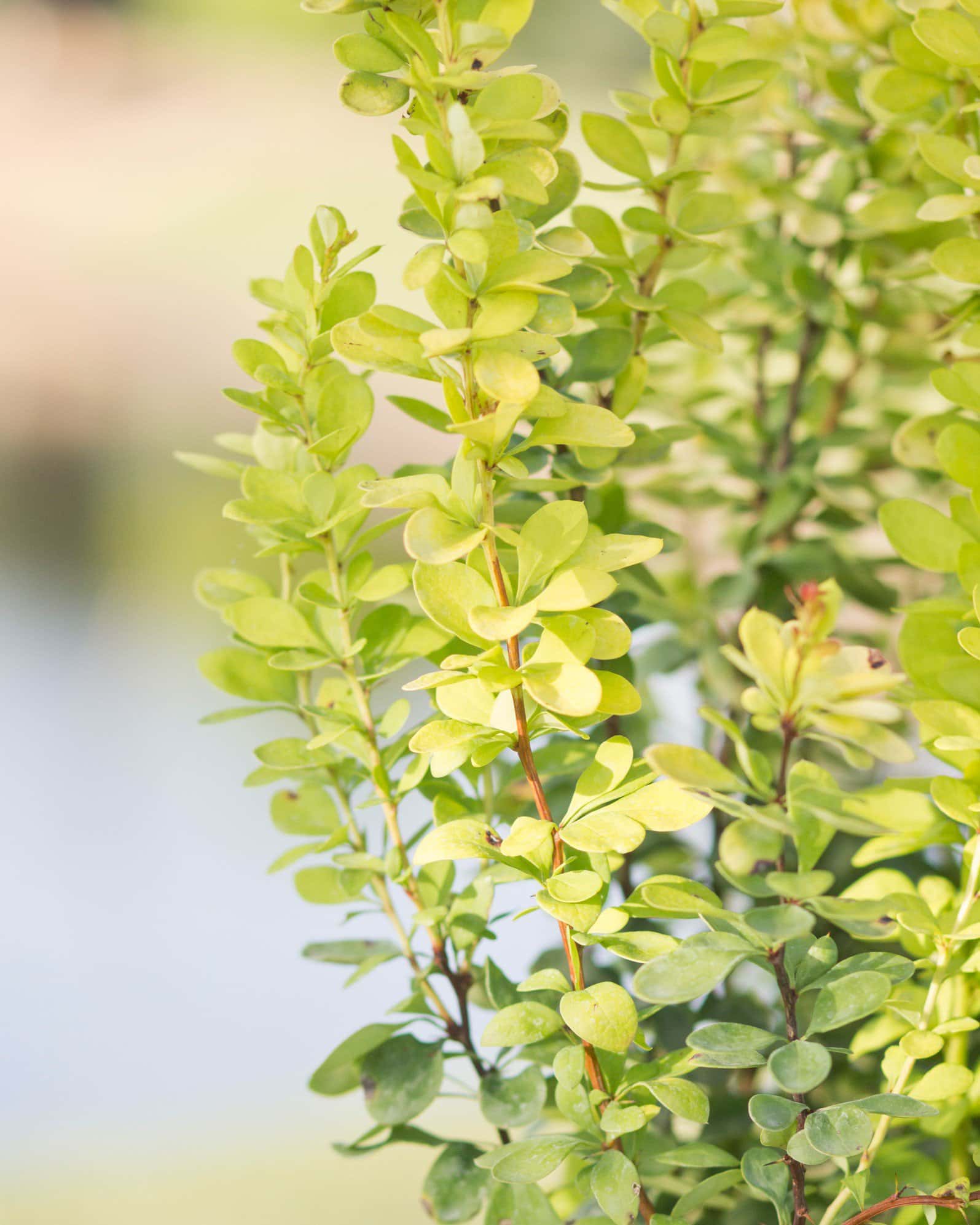Golden Rocket Barberry - Image 3
