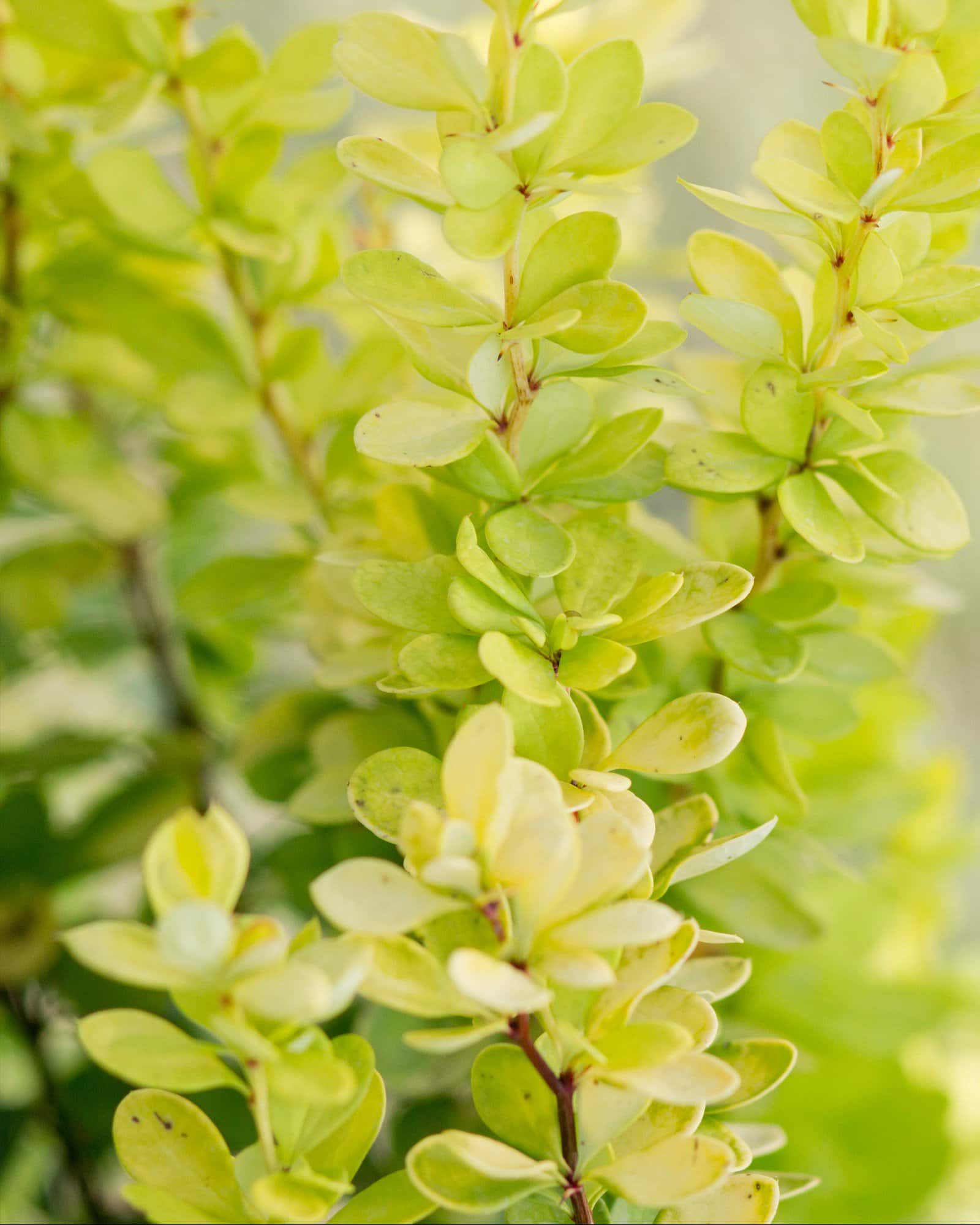 Golden Rocket Barberry - Image 4