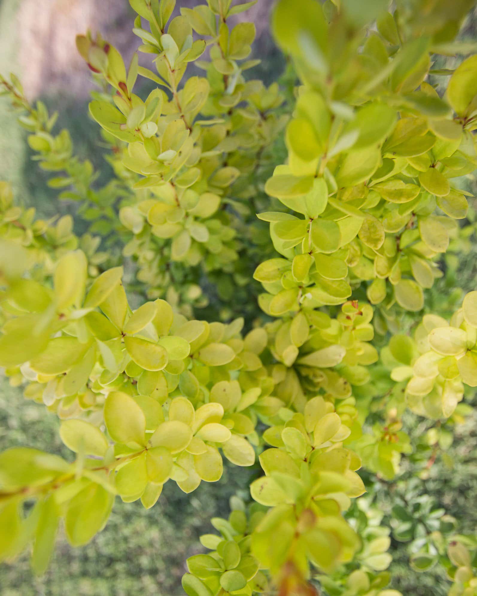 Golden Rocket Barberry - Image 6
