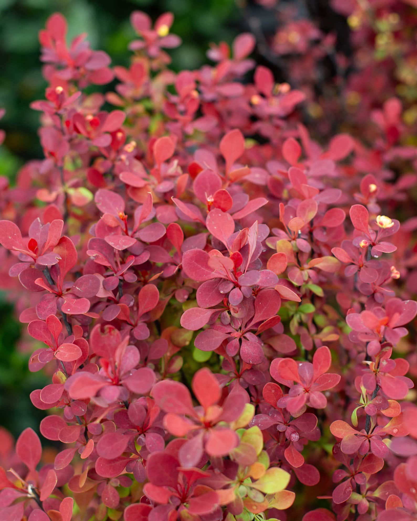 Orange Rocket Barberry - Main Image