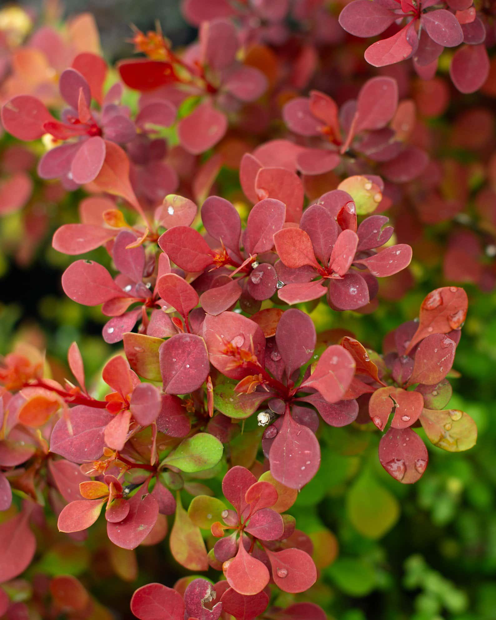 Orange Rocket Barberry - Image 1