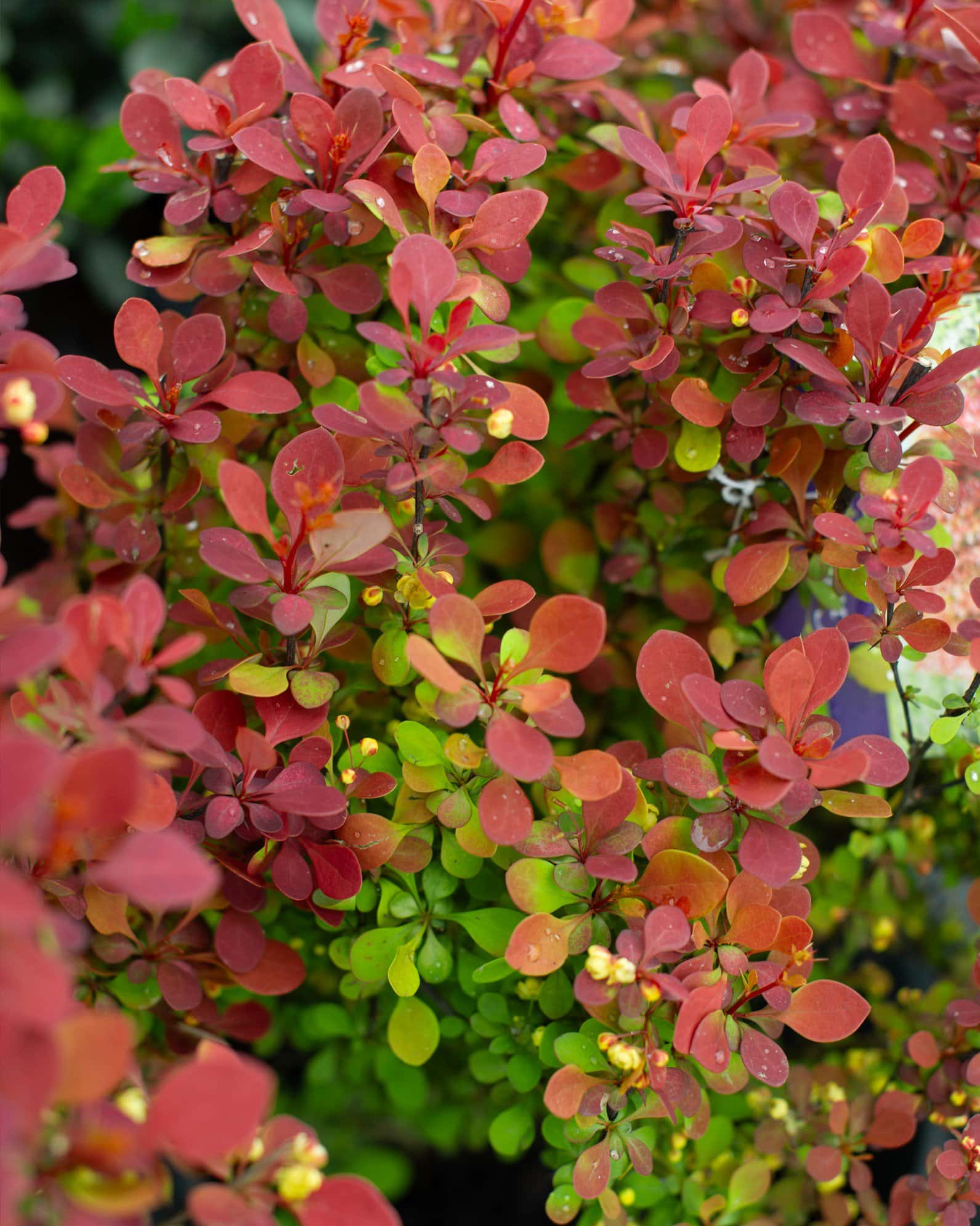 Orange Rocket Barberry - Image 2