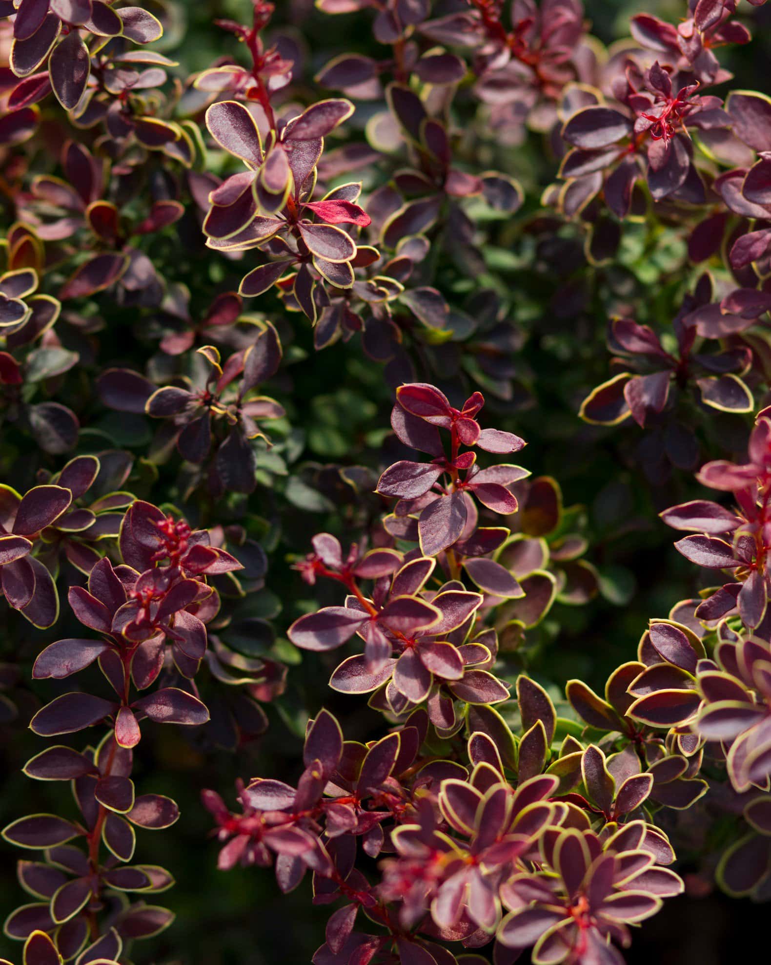 Admiration Barberry - Image 7