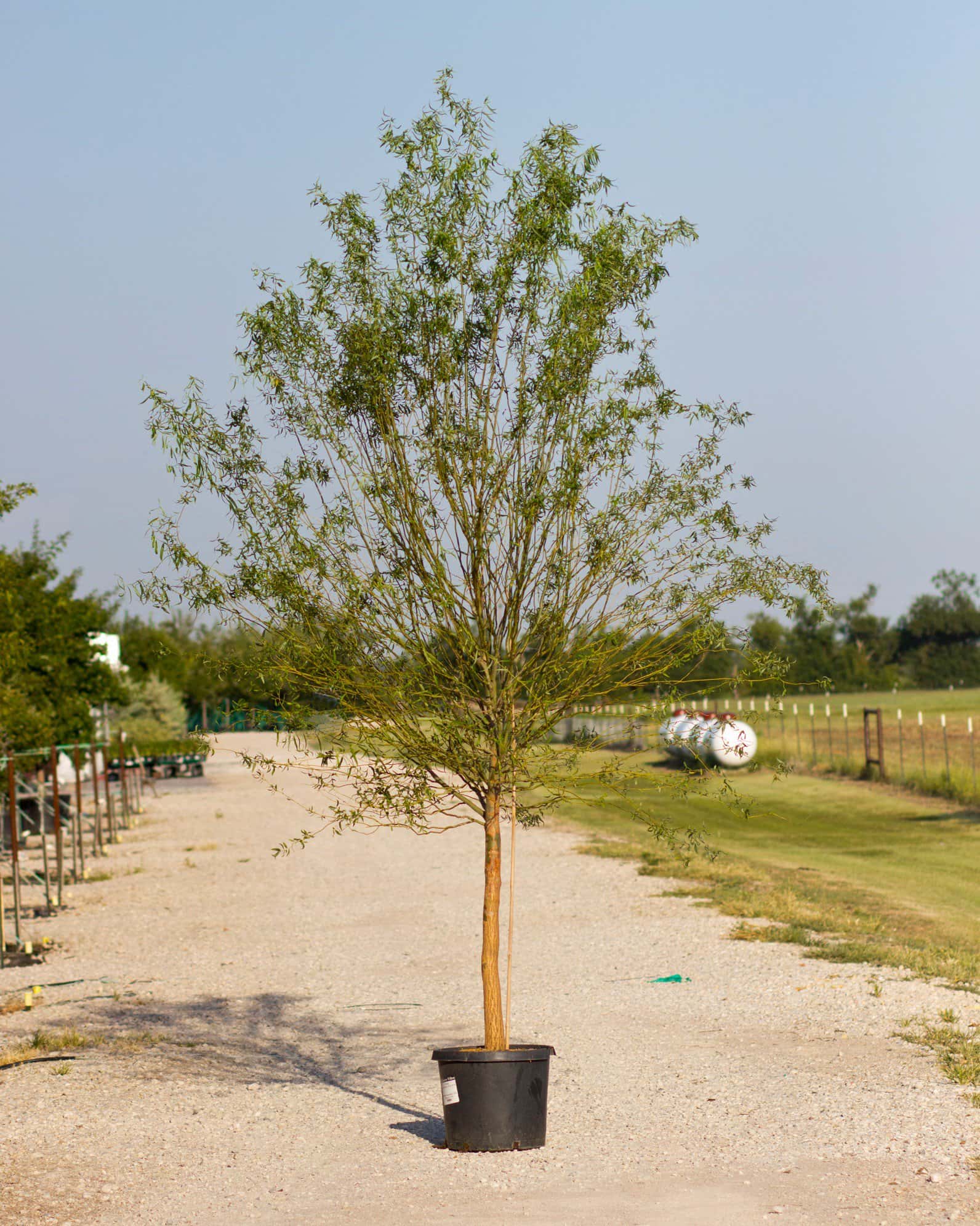 Corkscrew Willow - Image 4