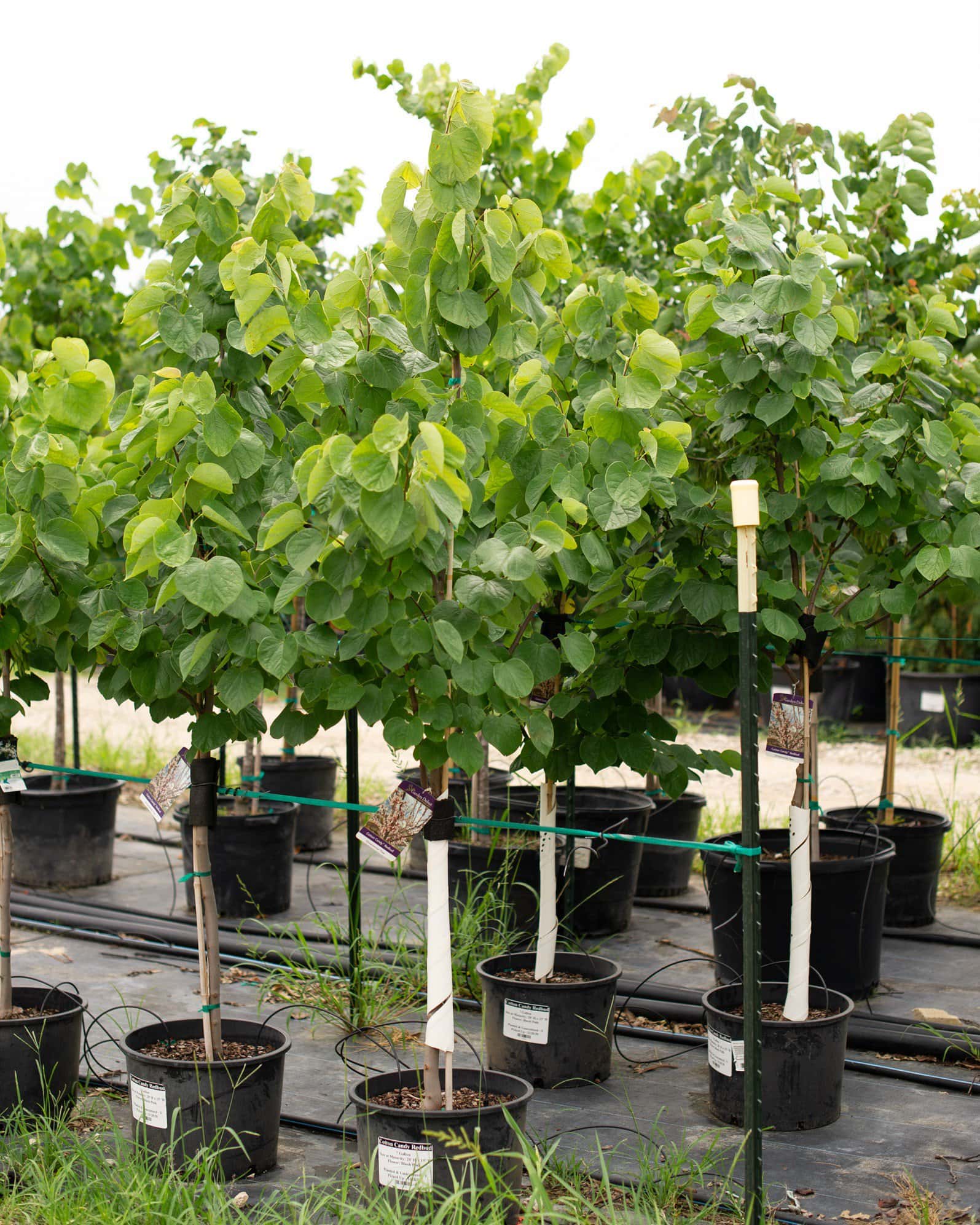 Cotton Candy Redbud - Image 5