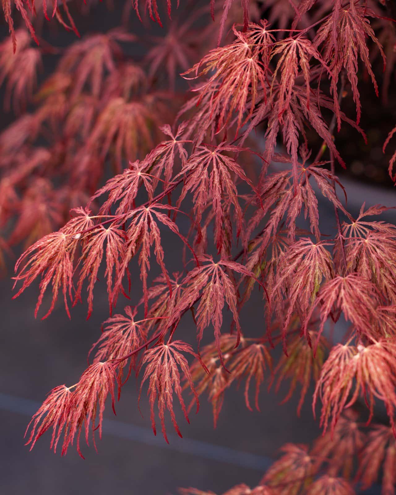 Crimson Queen Japanese Maple - Main Image
