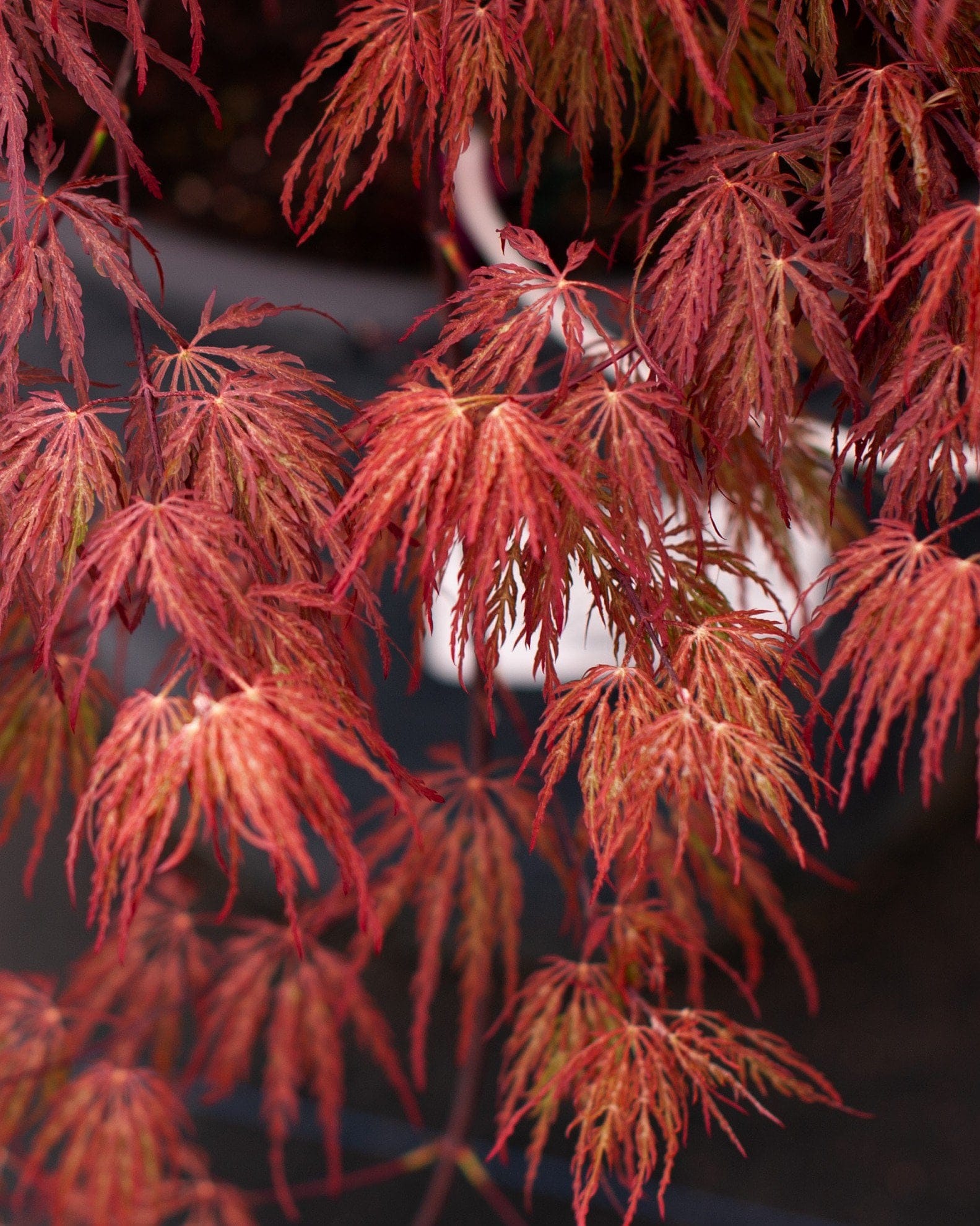 Crimson Queen Japanese Maple - view 2