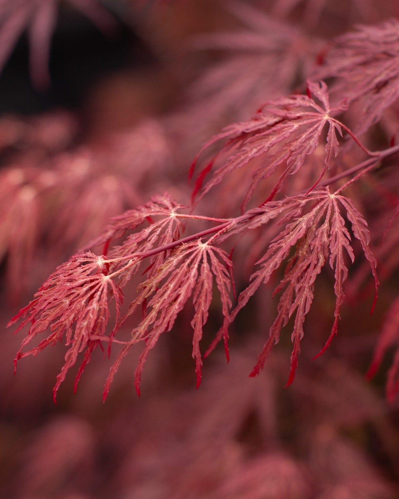 Crimson Queen Japanese Maple - view 3