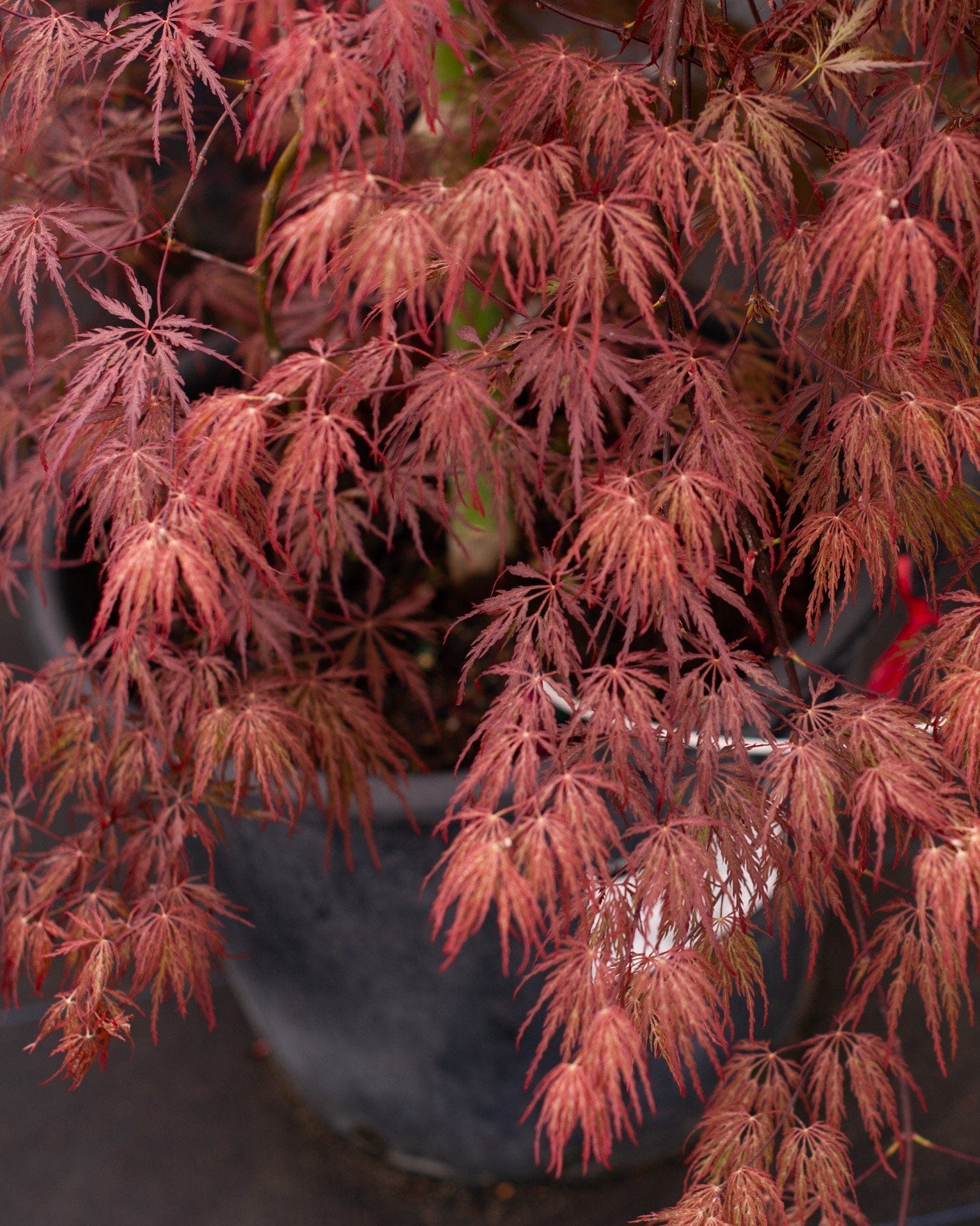 Crimson Queen Japanese Maple - view 4