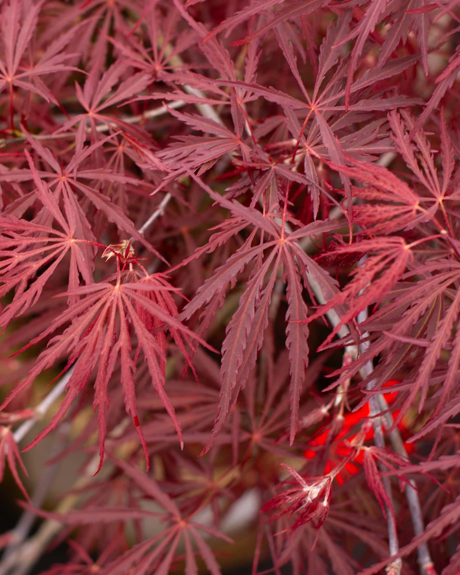 Crimson Queen Japanese Maple - Image 4