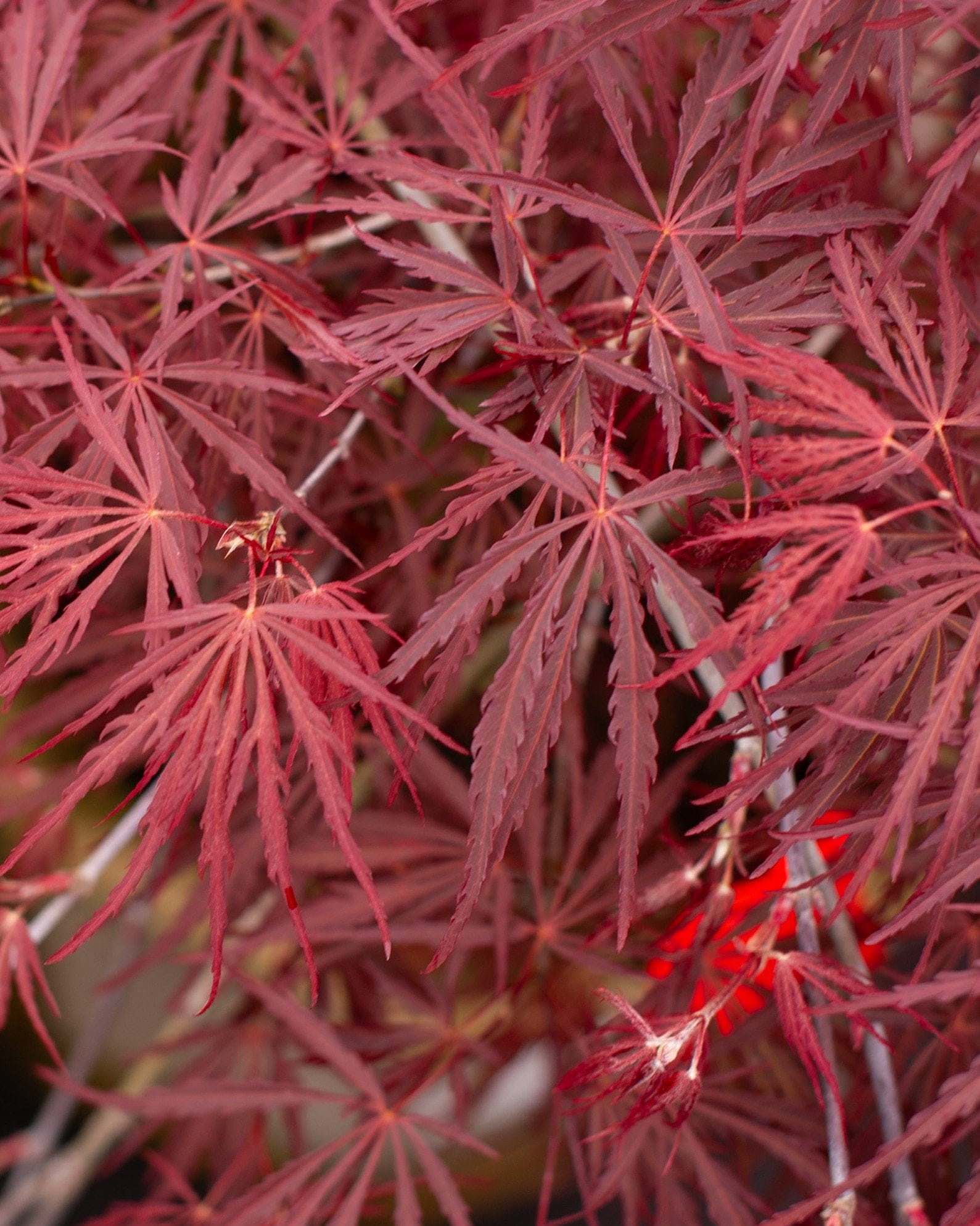 Crimson Queen Japanese Maple - view 5
