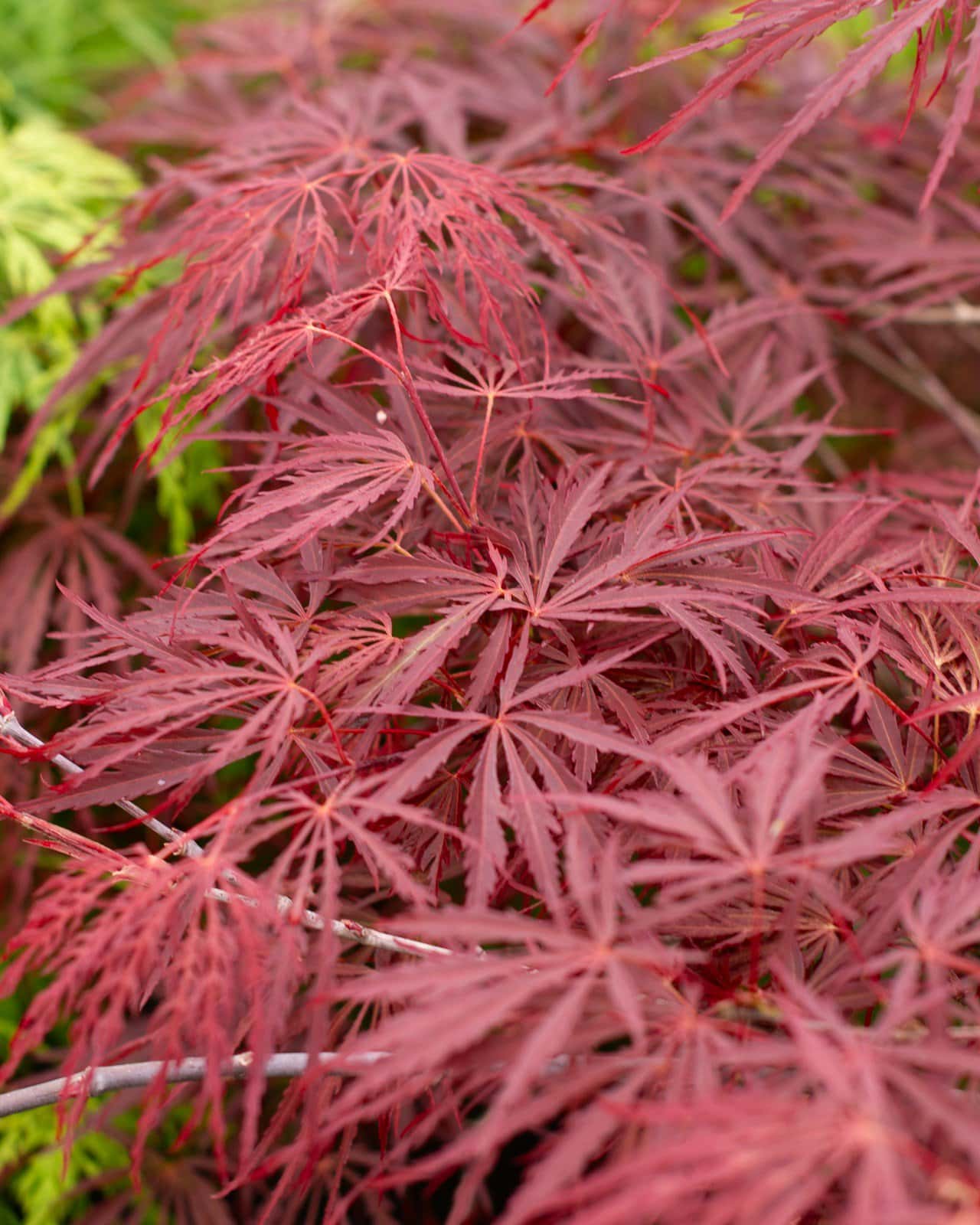 Crimson Queen Japanese Maple - Image 5