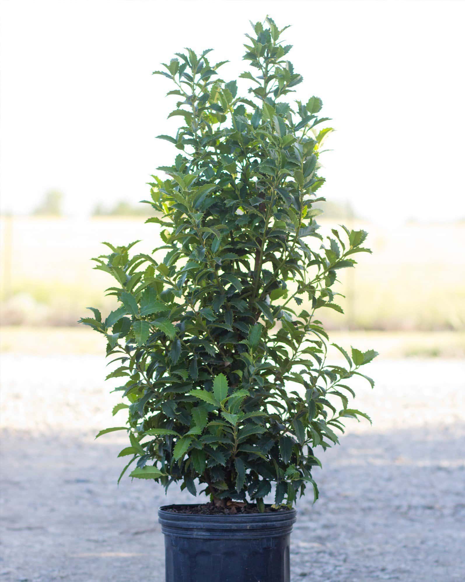 Crown Point Holly - Main Image