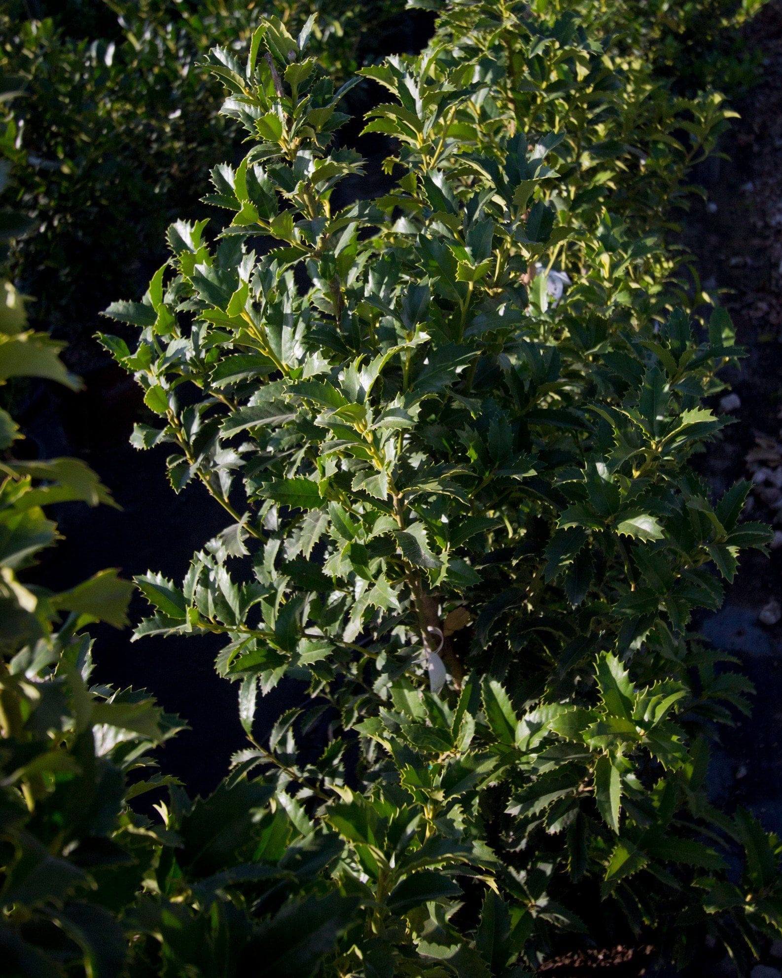 Crown Point Holly - view 2