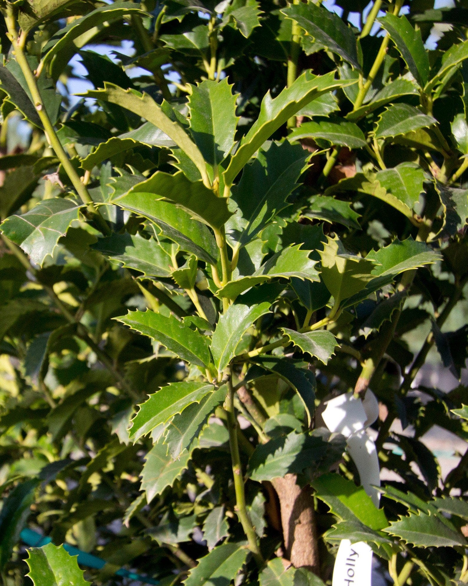 Crown Point Holly - view 3