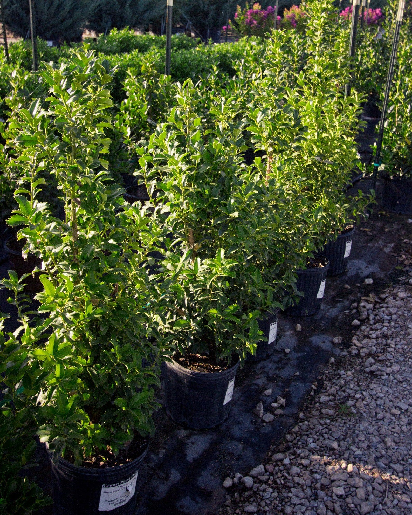 Crown Point Holly - view 4