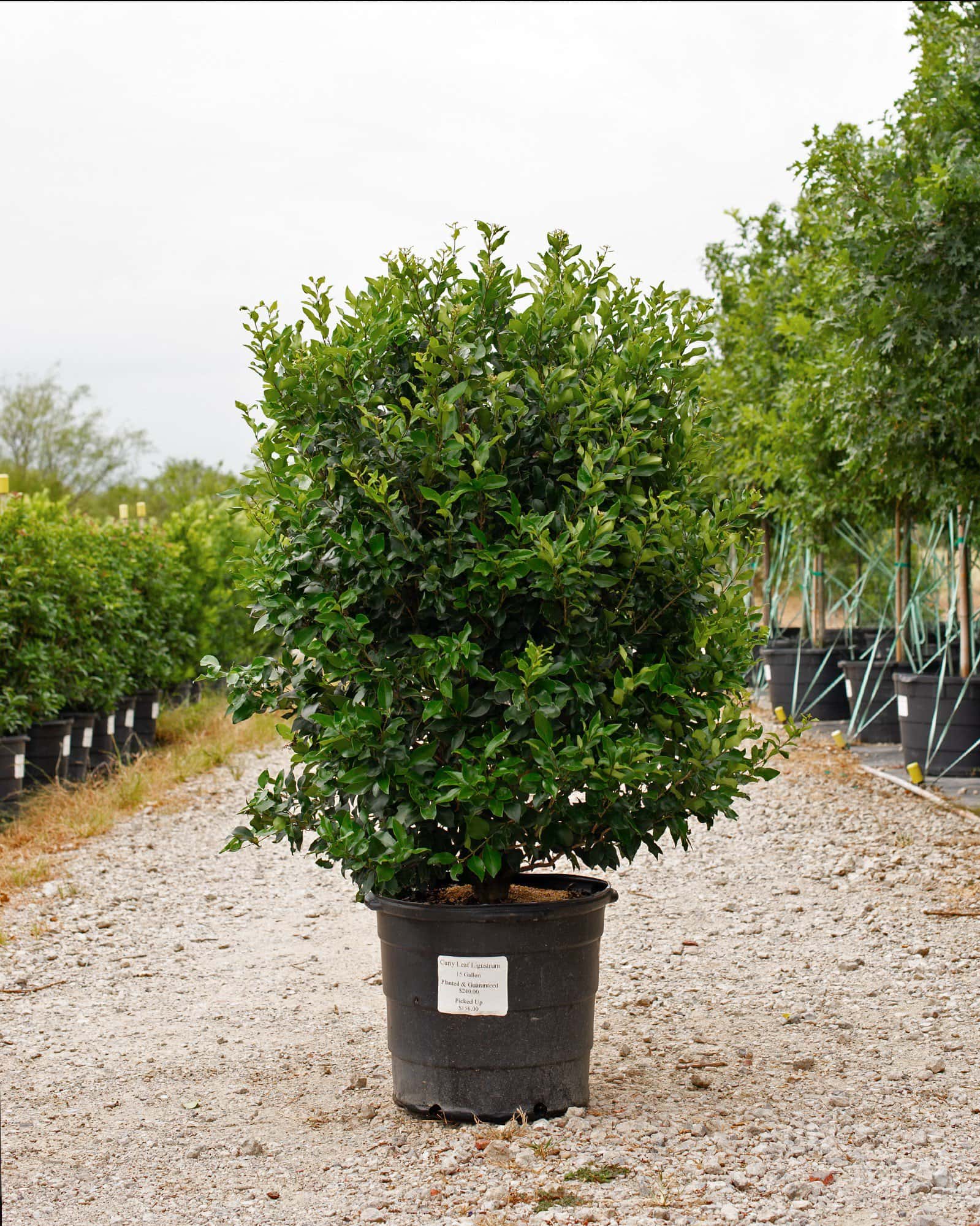 Curly Leaf Ligustrum - Main Image
