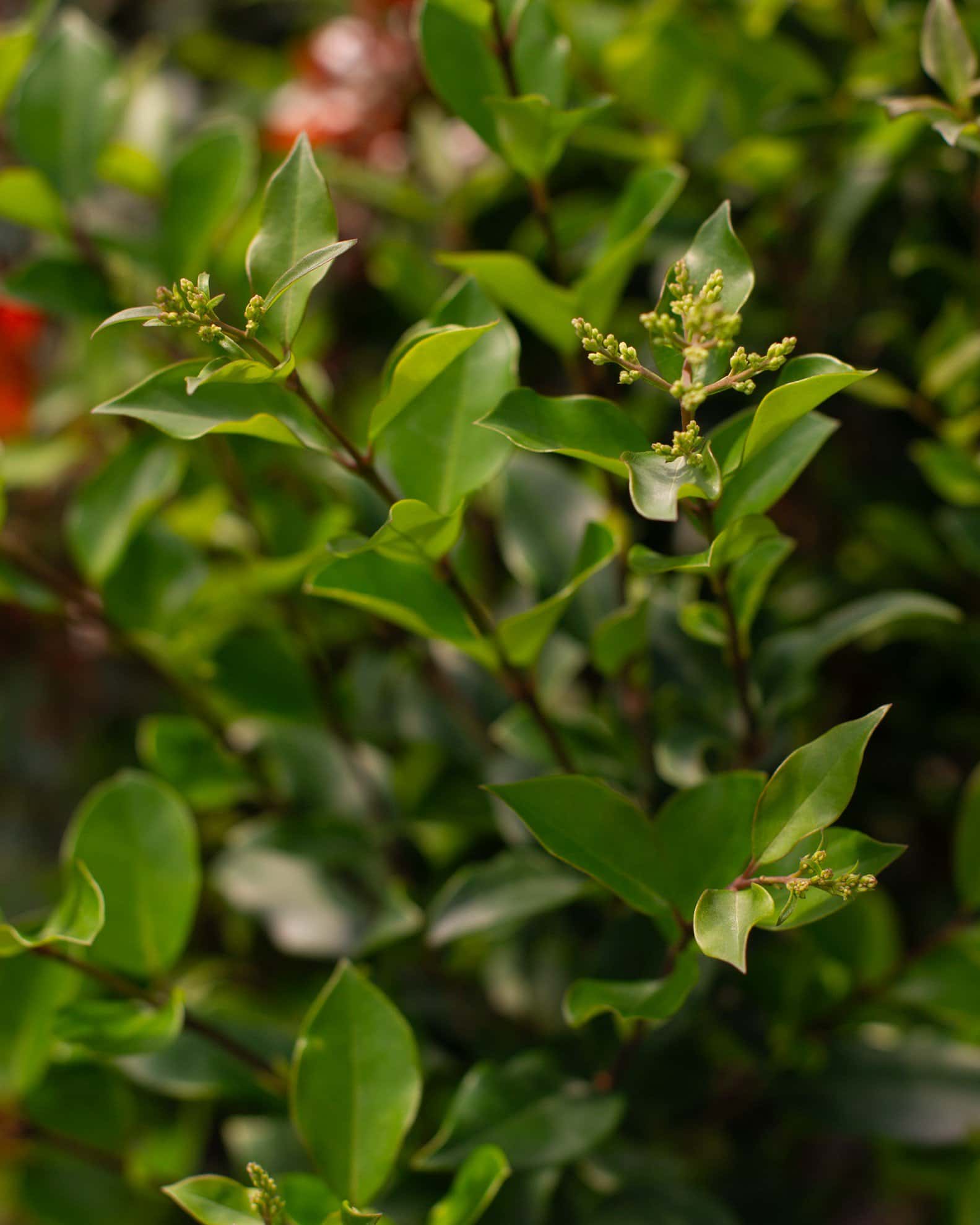 Curly Leaf Ligustrum - Image 1