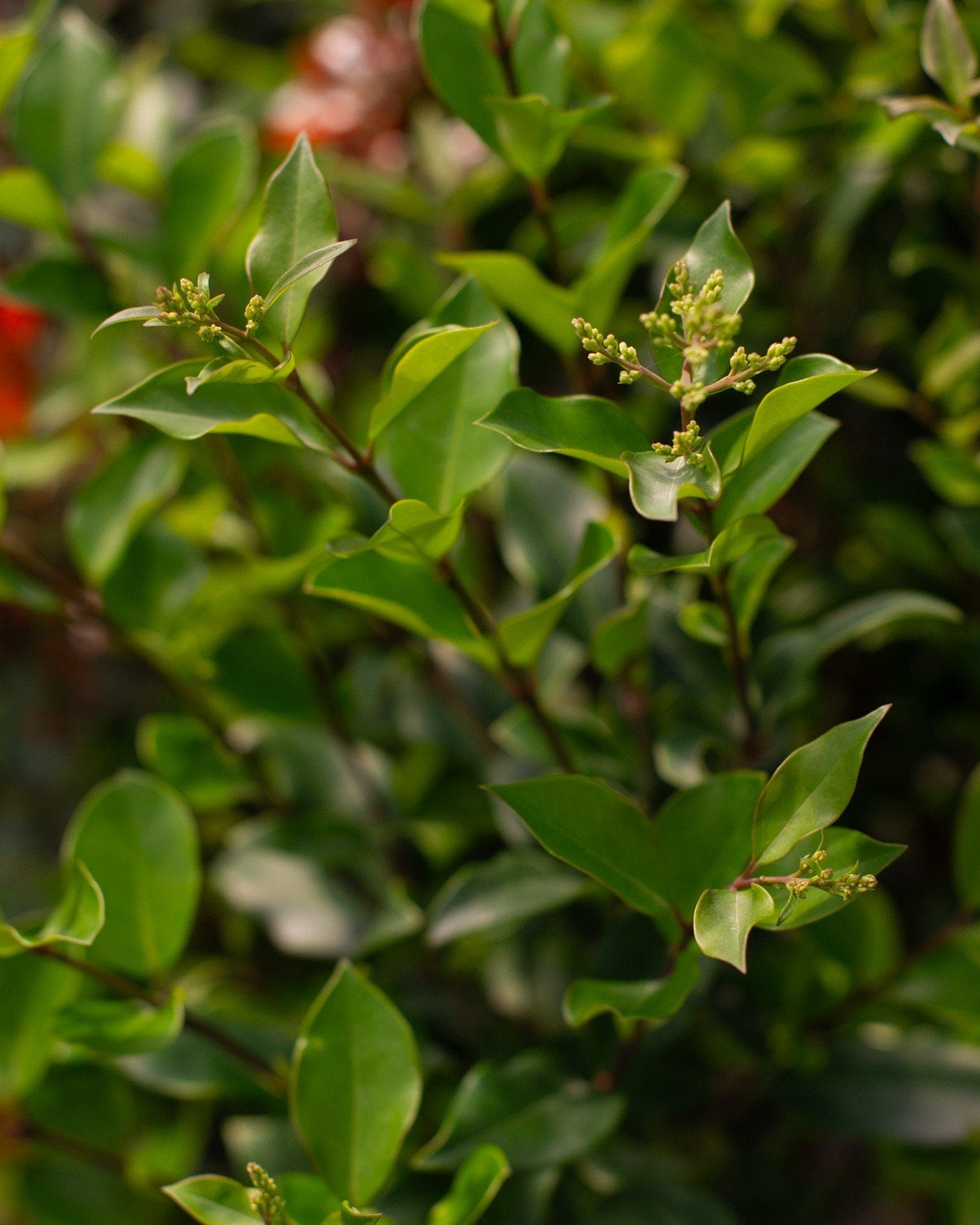 Curly Leaf Ligustrum - view 2