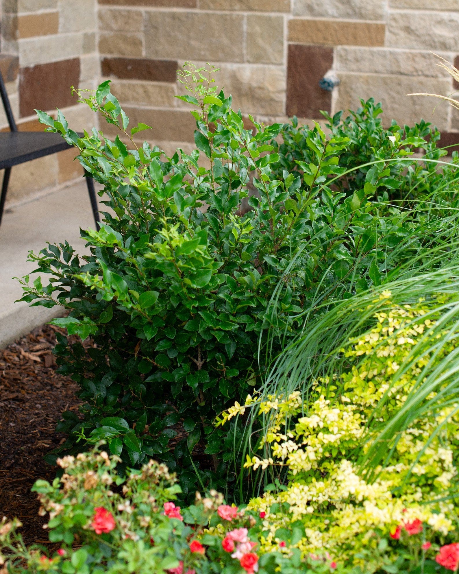 Curly Leaf Ligustrum - view 3