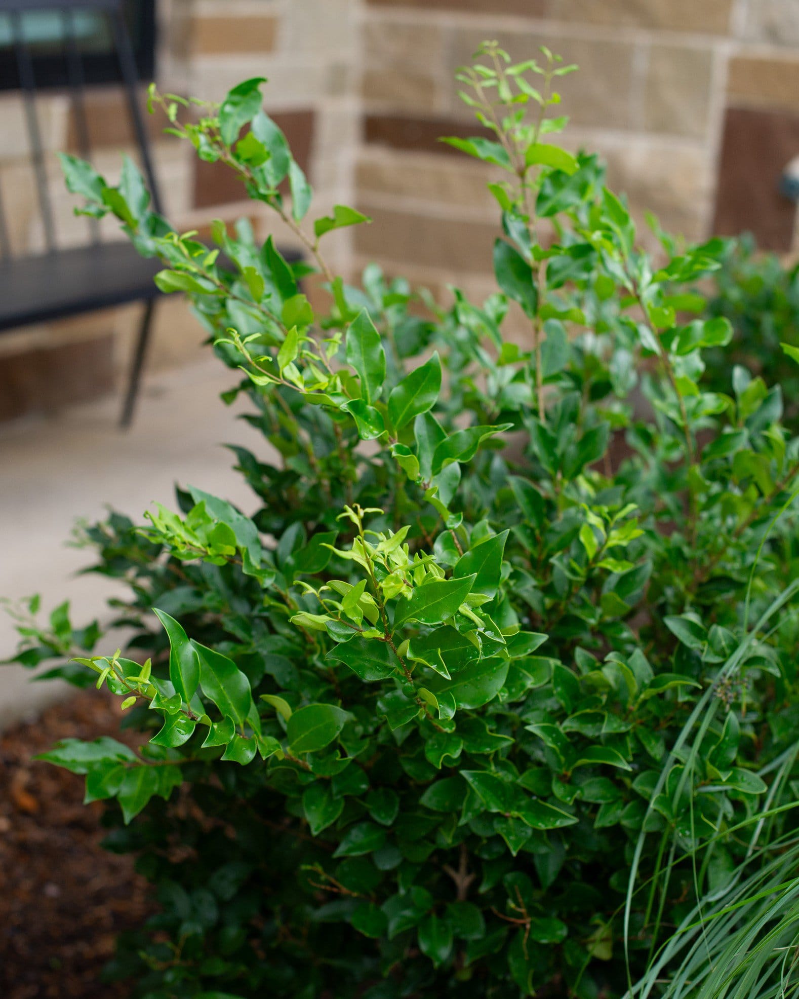 Curly Leaf Ligustrum - view 4