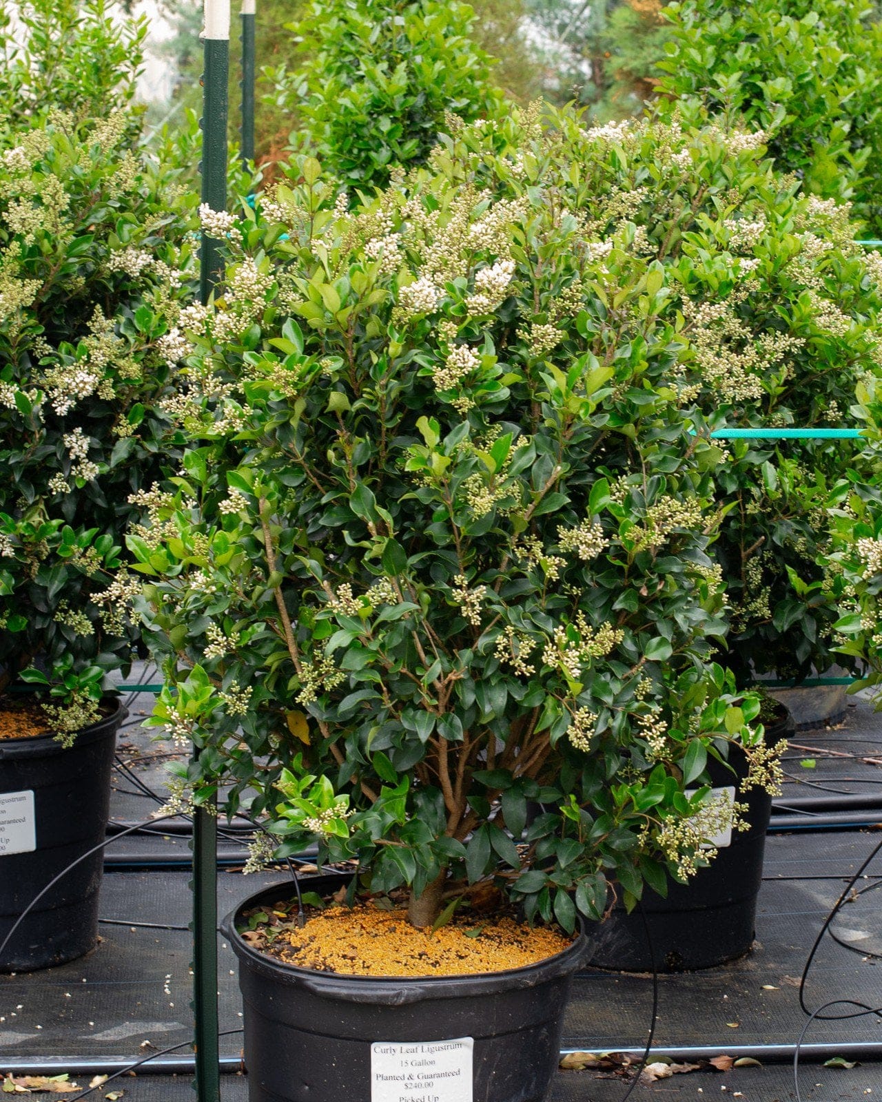Curly Leaf Ligustrum - view 5