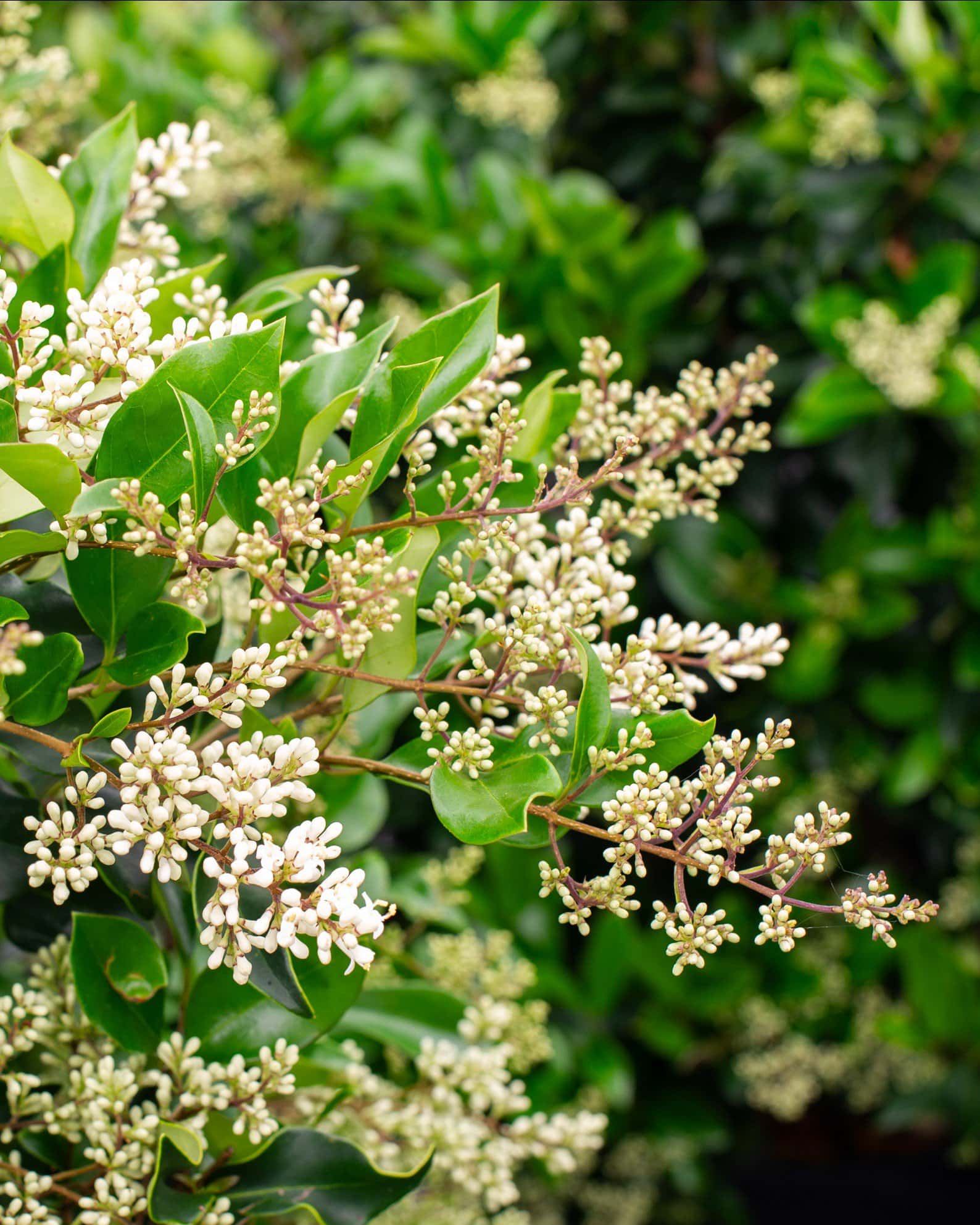 Curly Leaf Ligustrum - Image 5