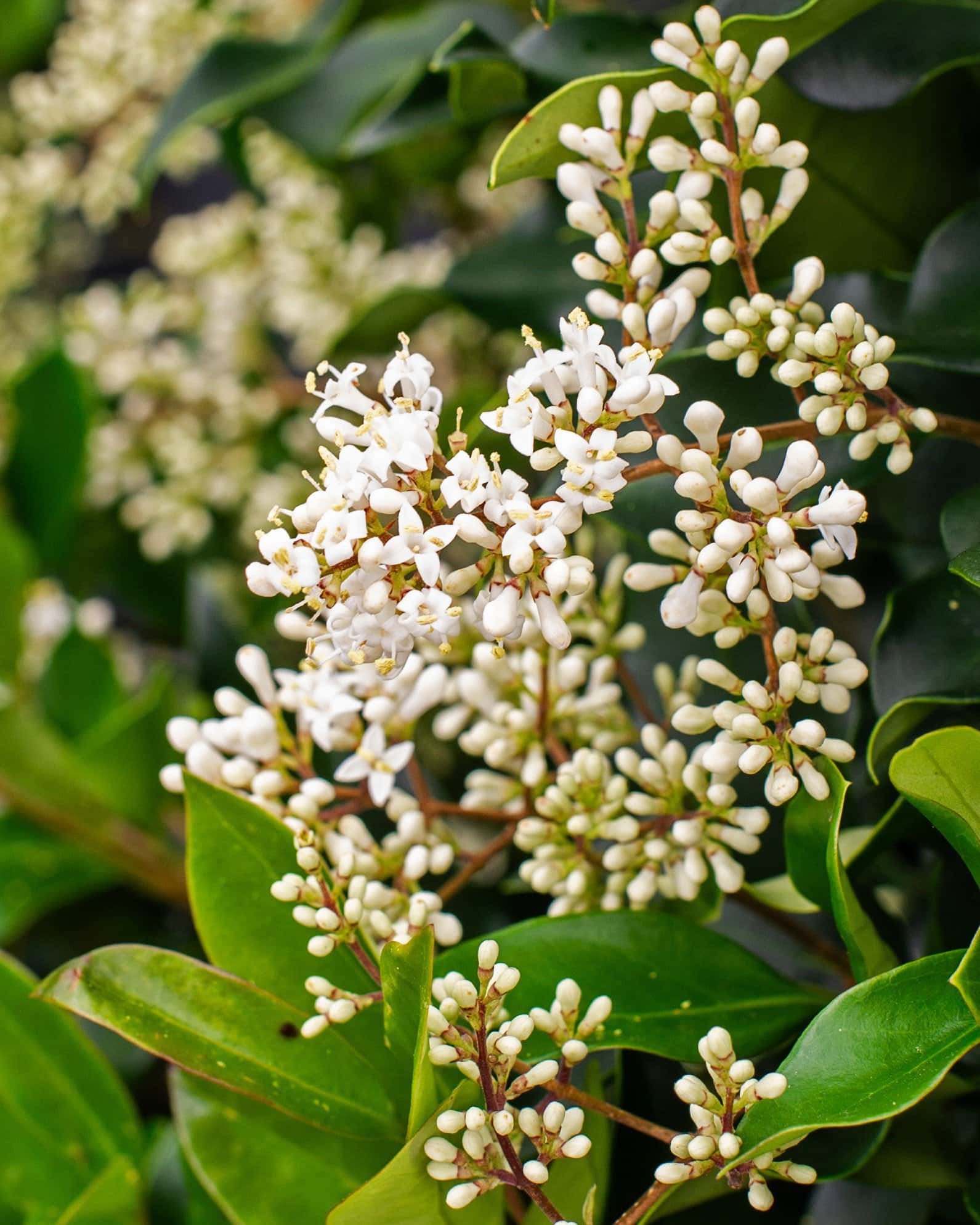 Curly Leaf Ligustrum - Image 6