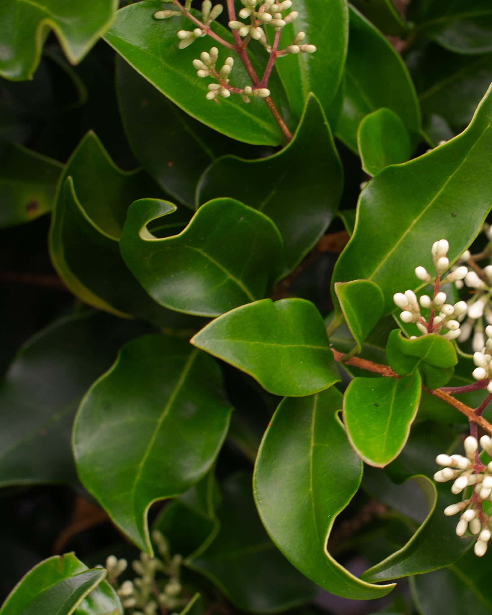 Curly Leaf Ligustrum - Image 7