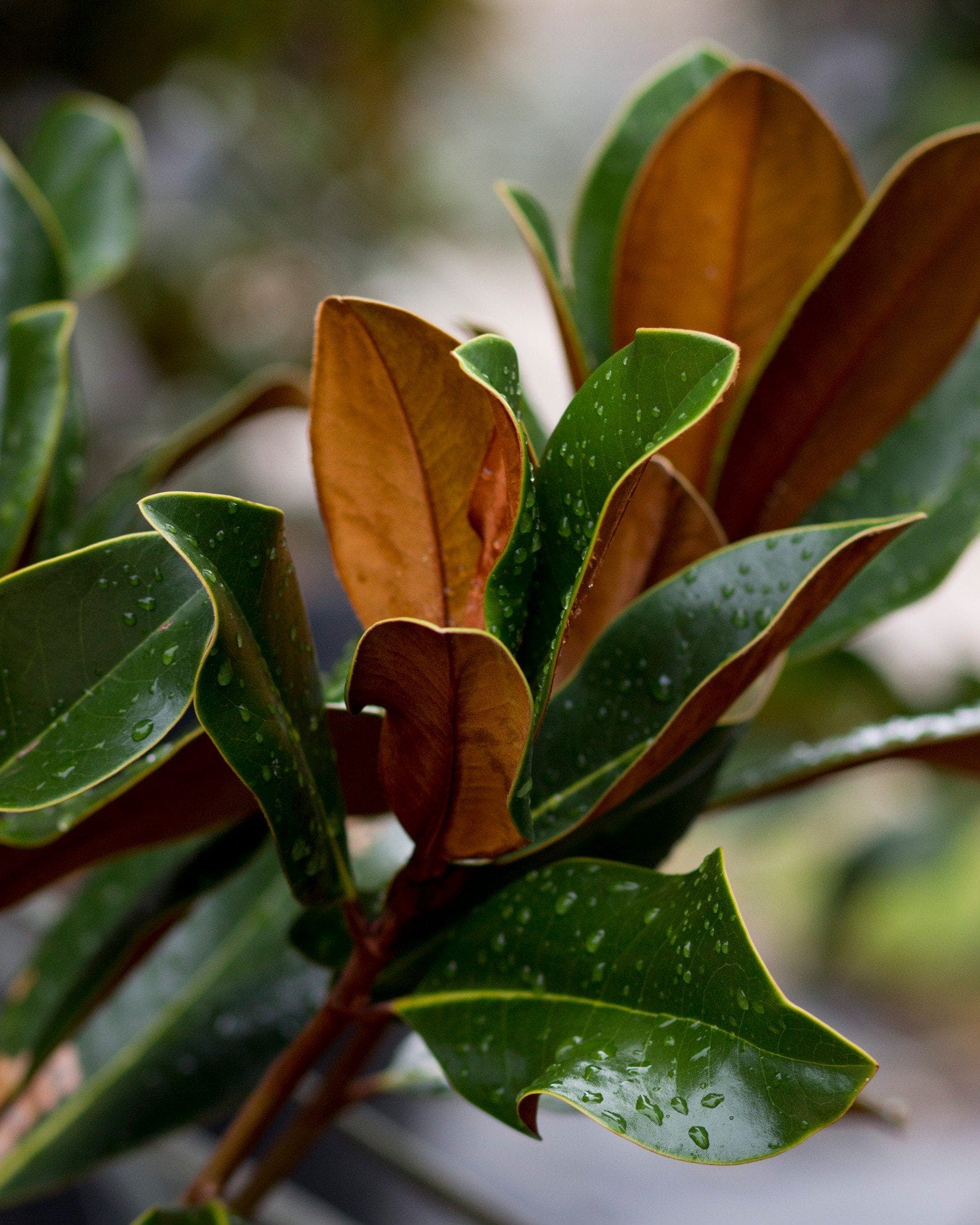 DD Blanchard Magnolia - view 2