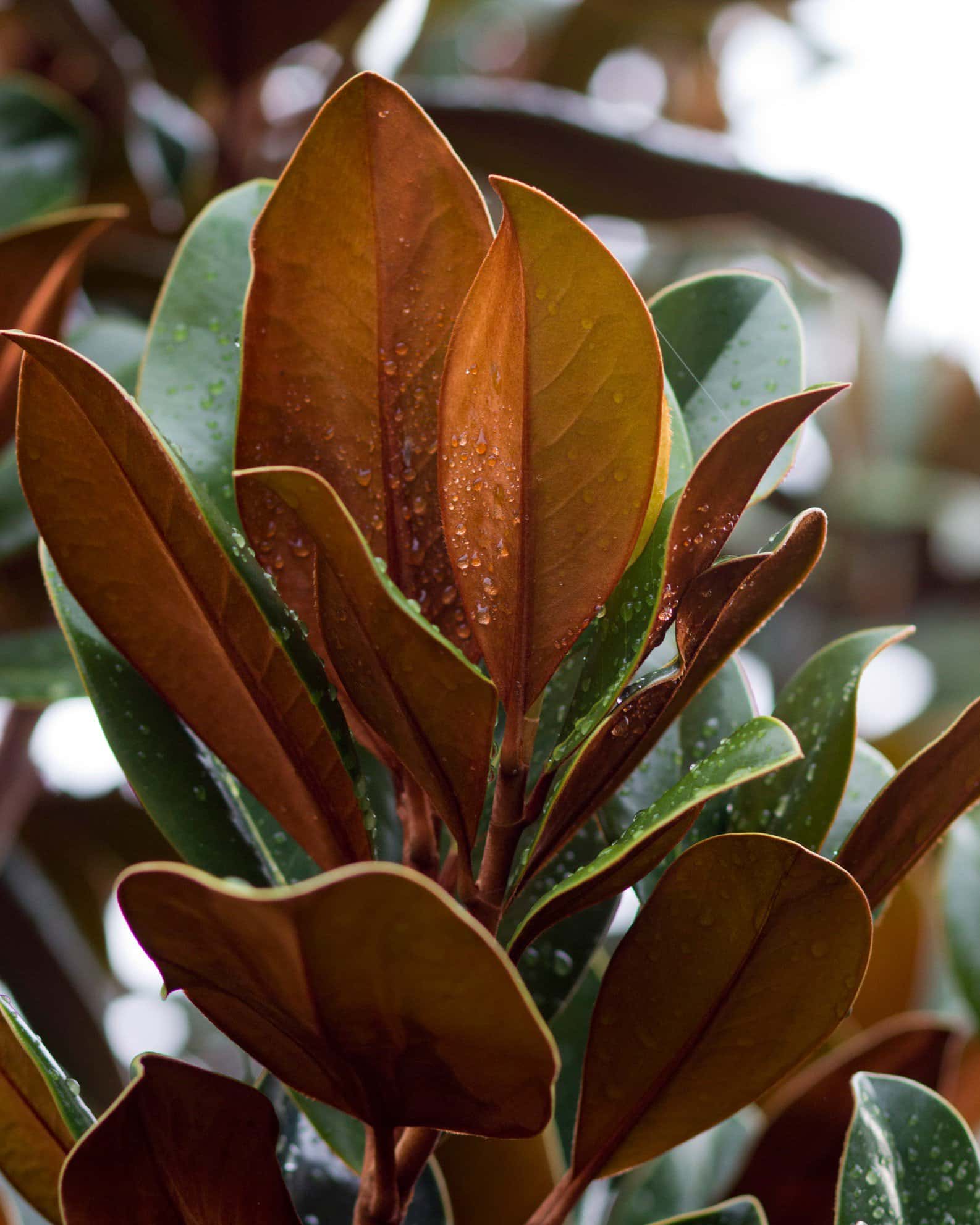 DD Blanchard Magnolia - Image 2