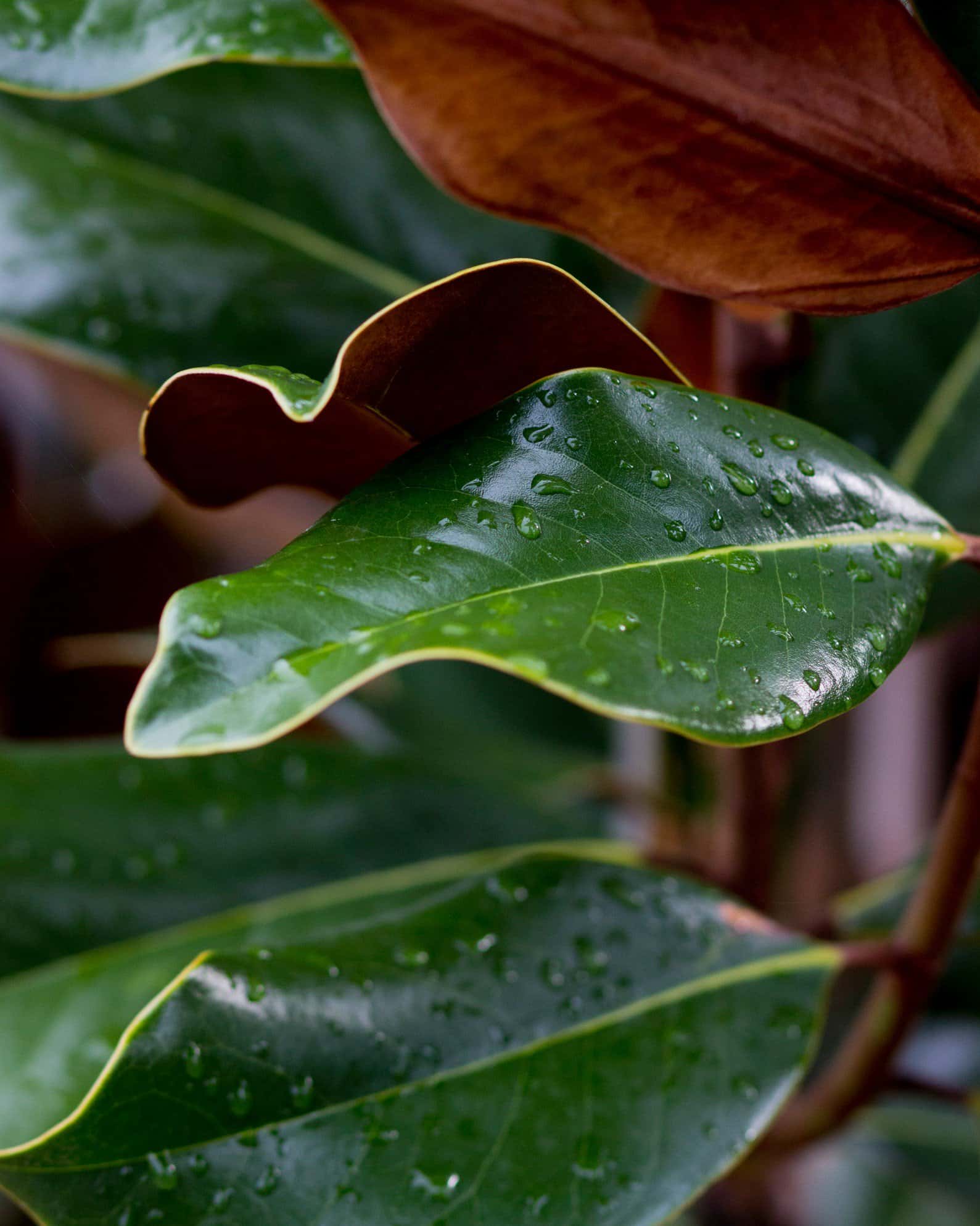 DD Blanchard Magnolia - Image 3