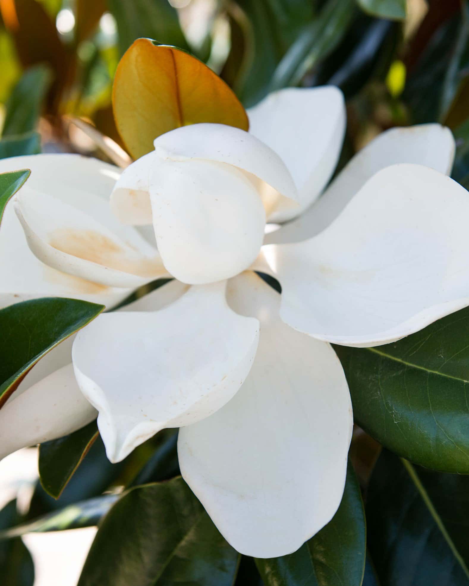 DD Blanchard Magnolia - Image 4
