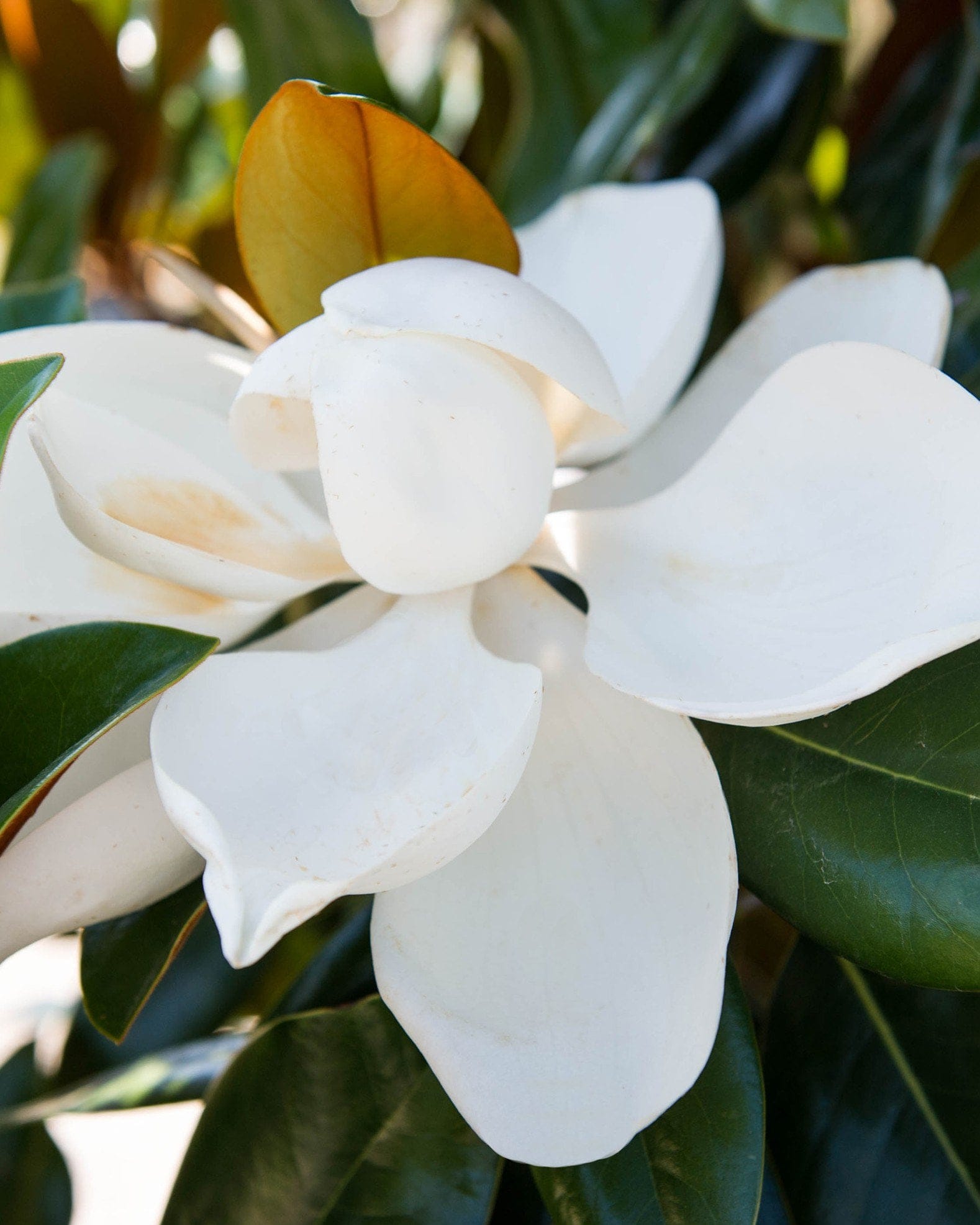 DD Blanchard Magnolia - view 5