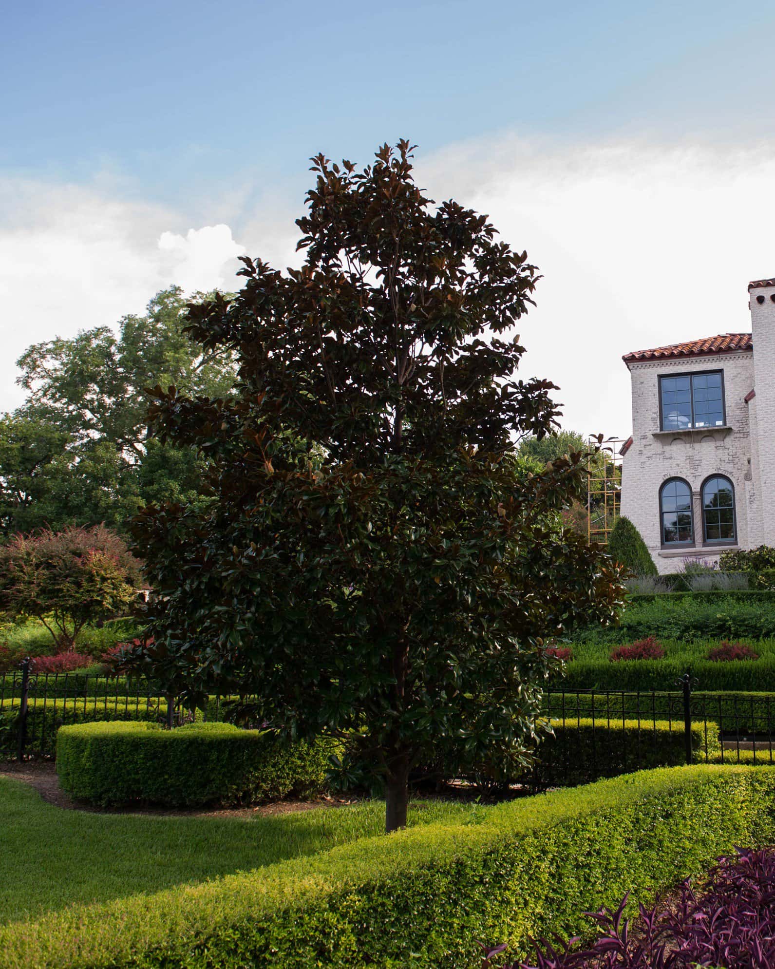 DD Blanchard Magnolia - Image 5
