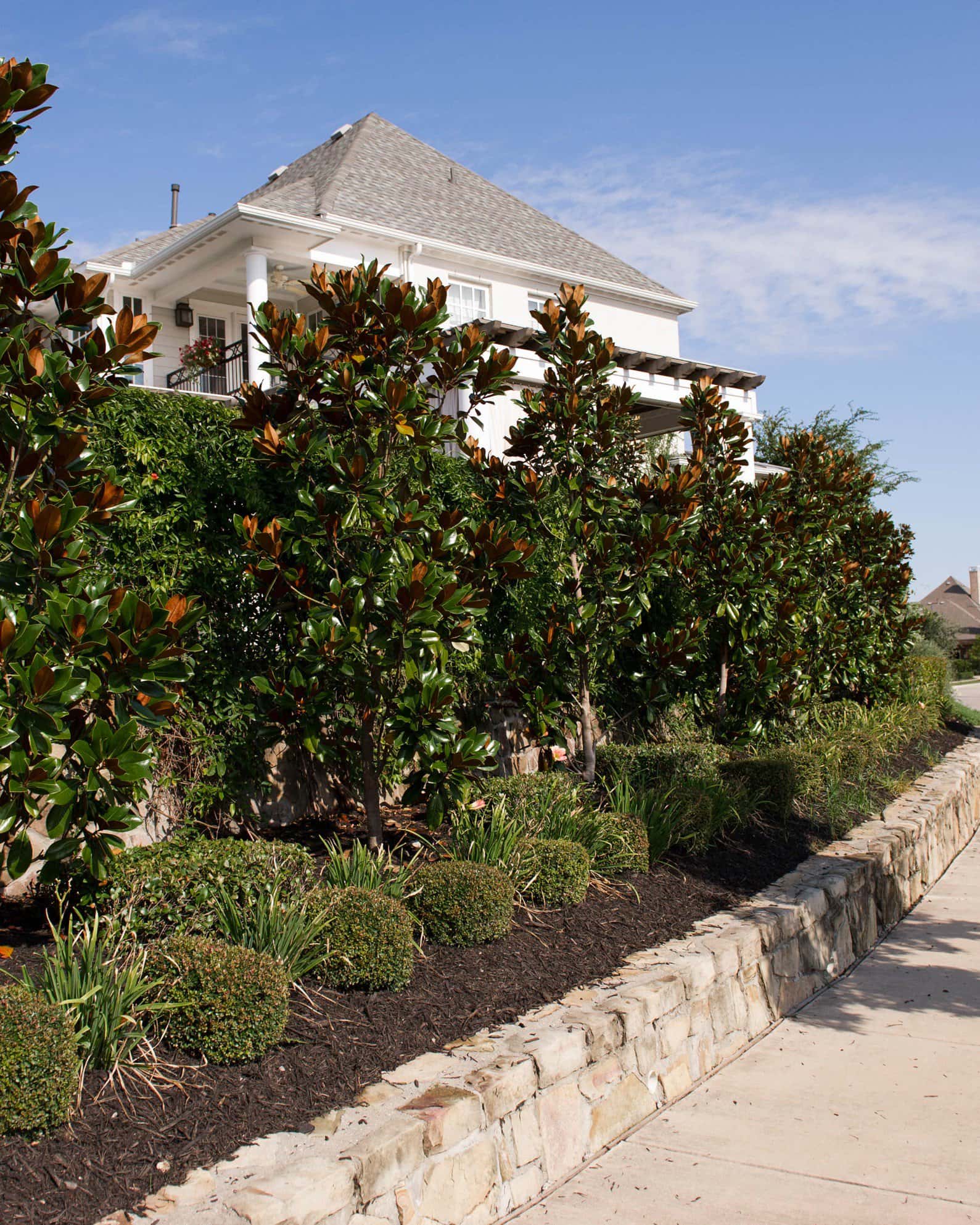 DD Blanchard Magnolia - Image 6