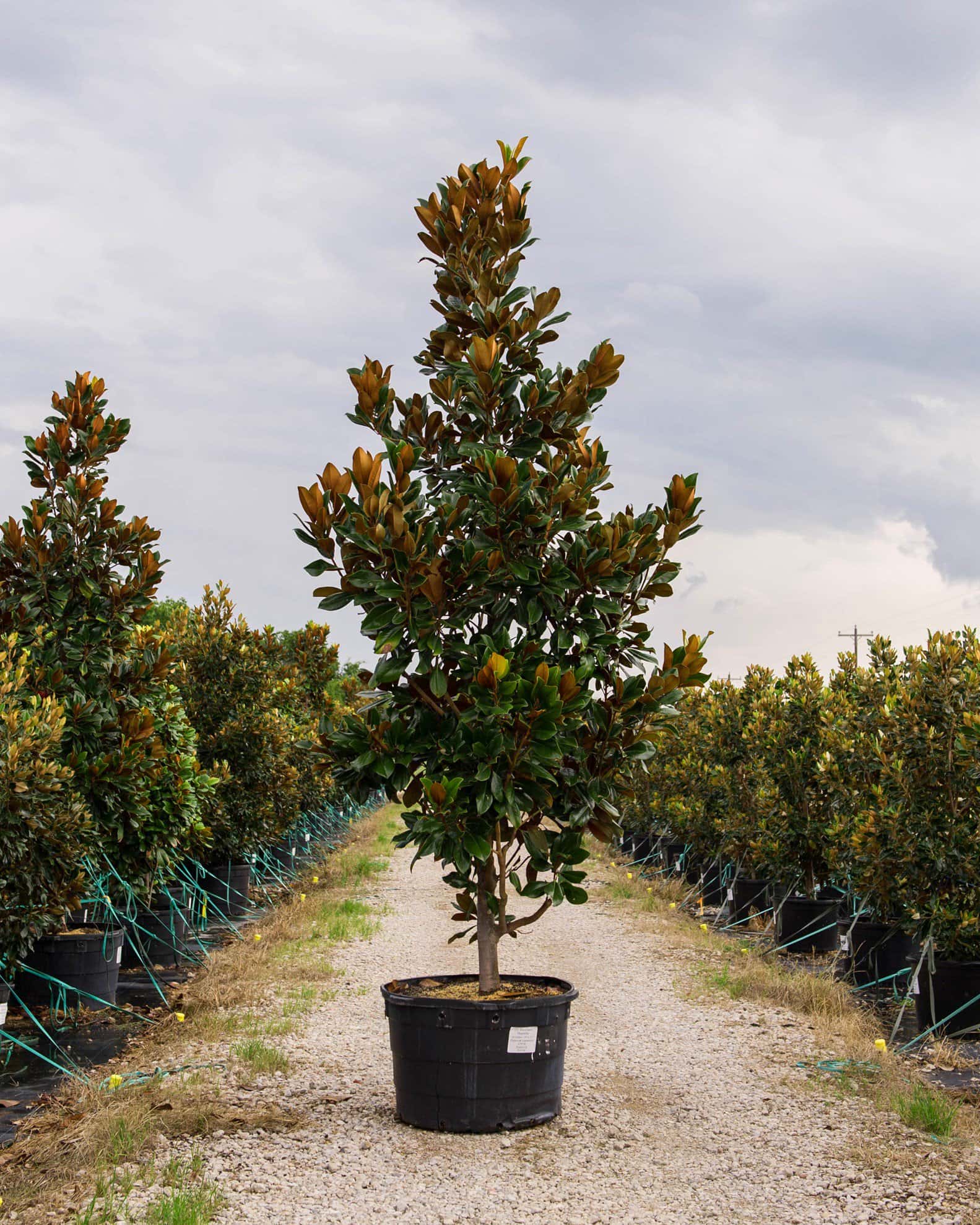 DD Blanchard Magnolia - Main Image