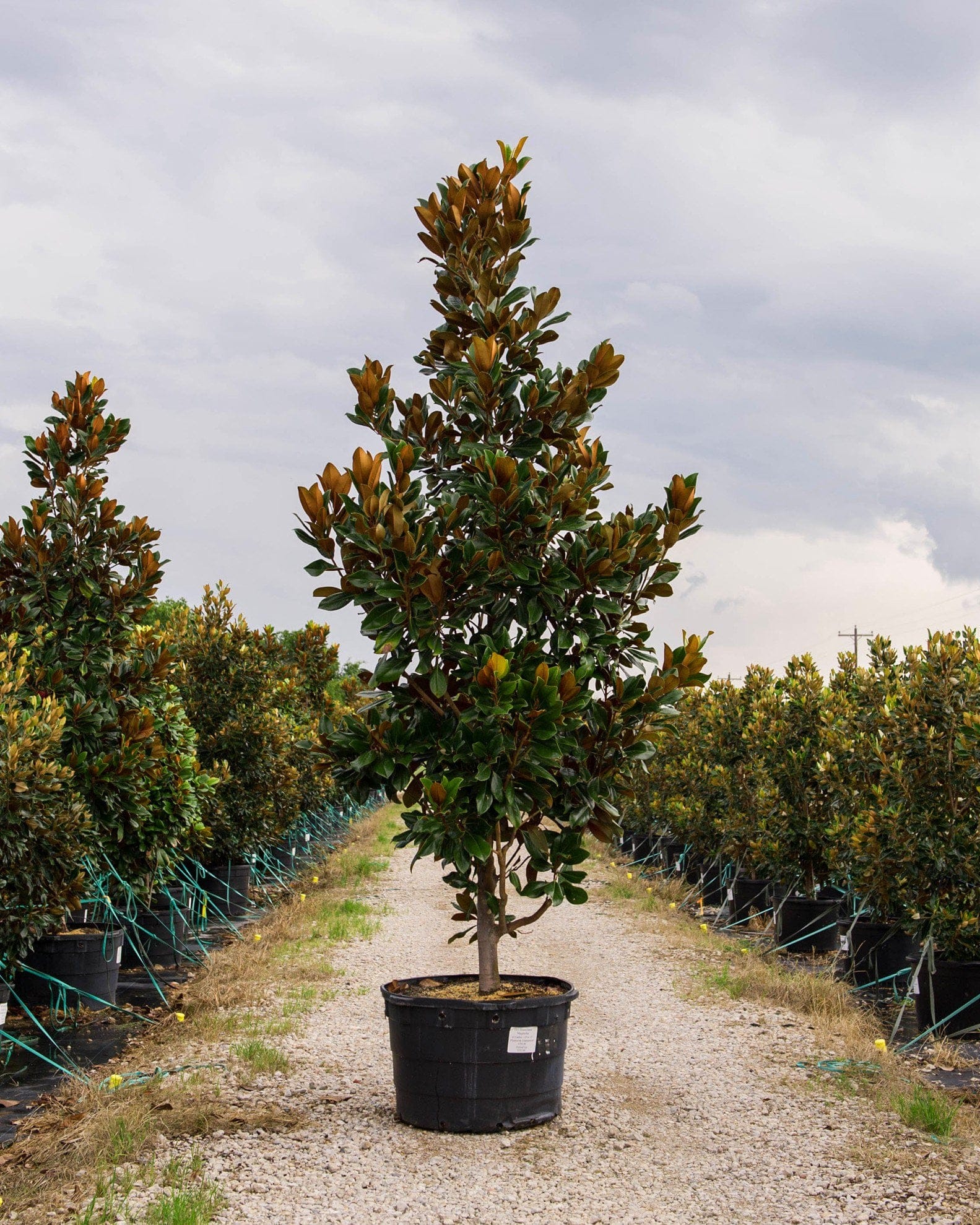 DD Blanchard Magnolia