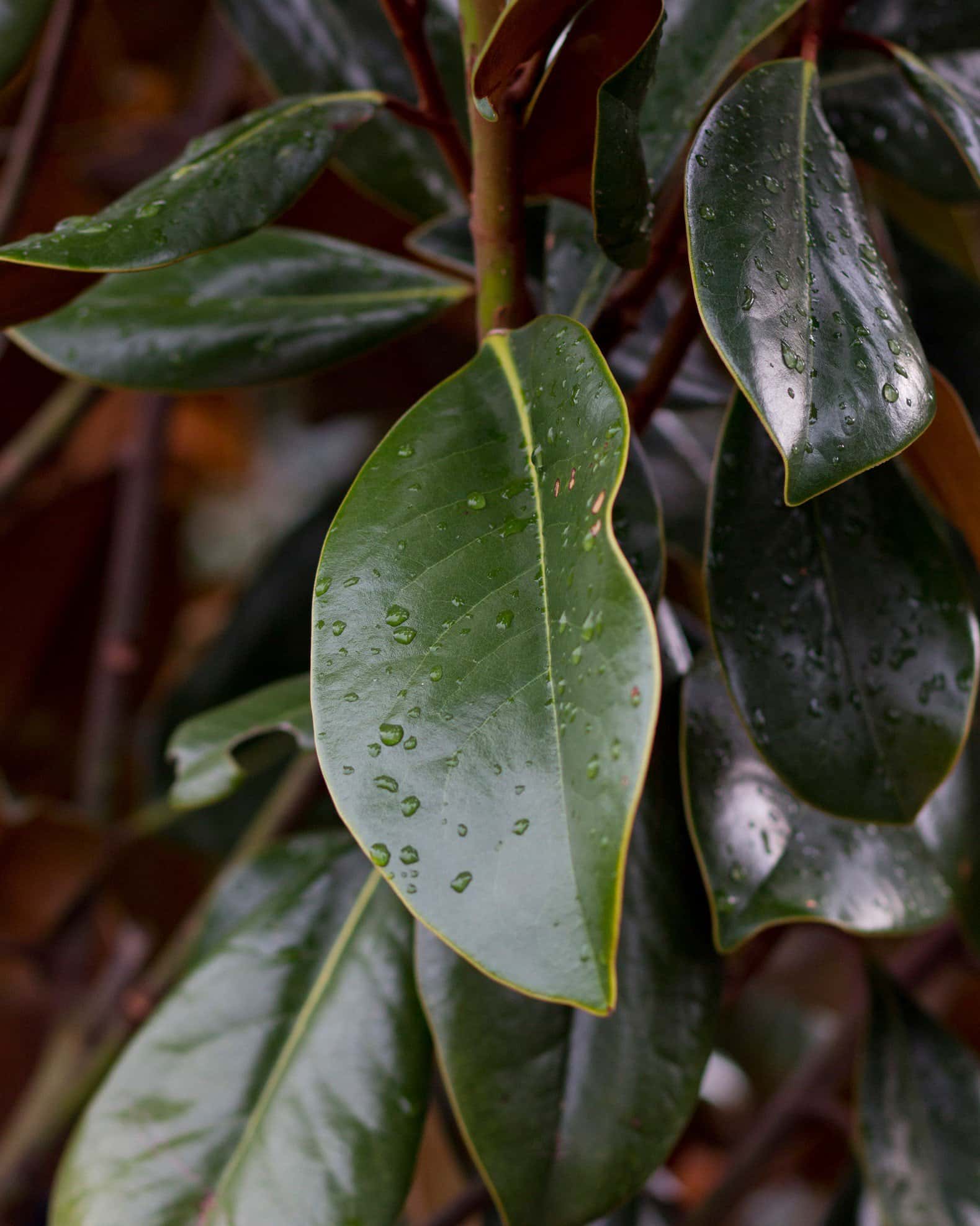 DD Blanchard Magnolia - Image 7