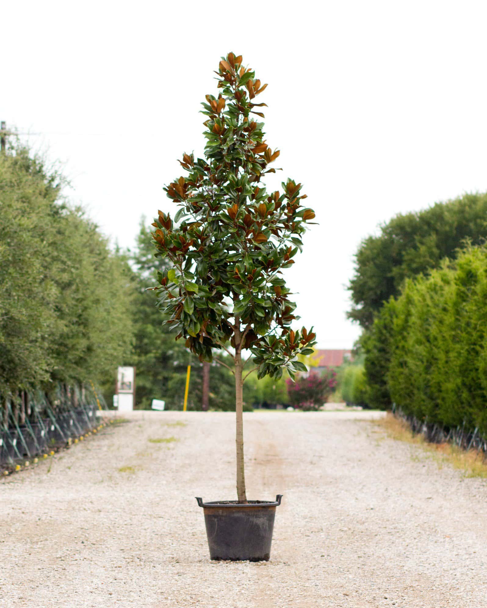 DD Blanchard Magnolia Tree Form - Main Image
