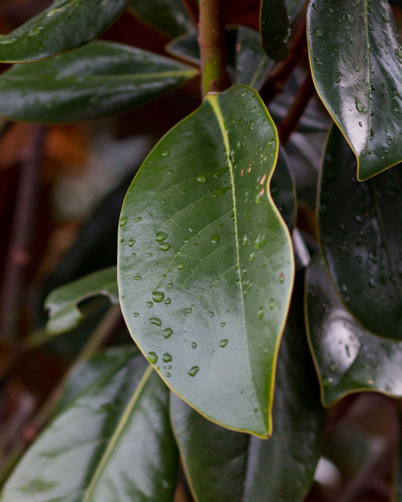 DD Blanchard Magnolia Tree Form - Image 2