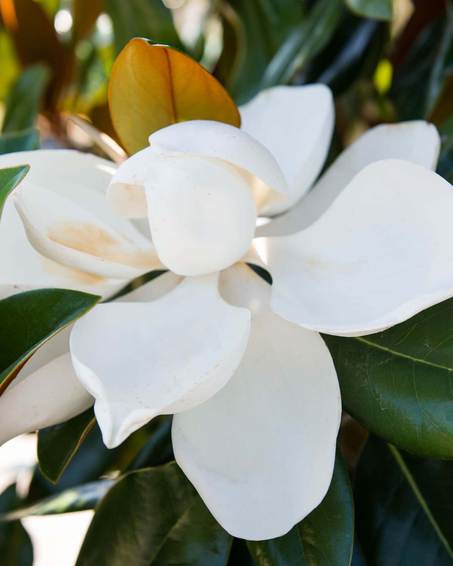 DD Blanchard Magnolia Tree Form - Image 5