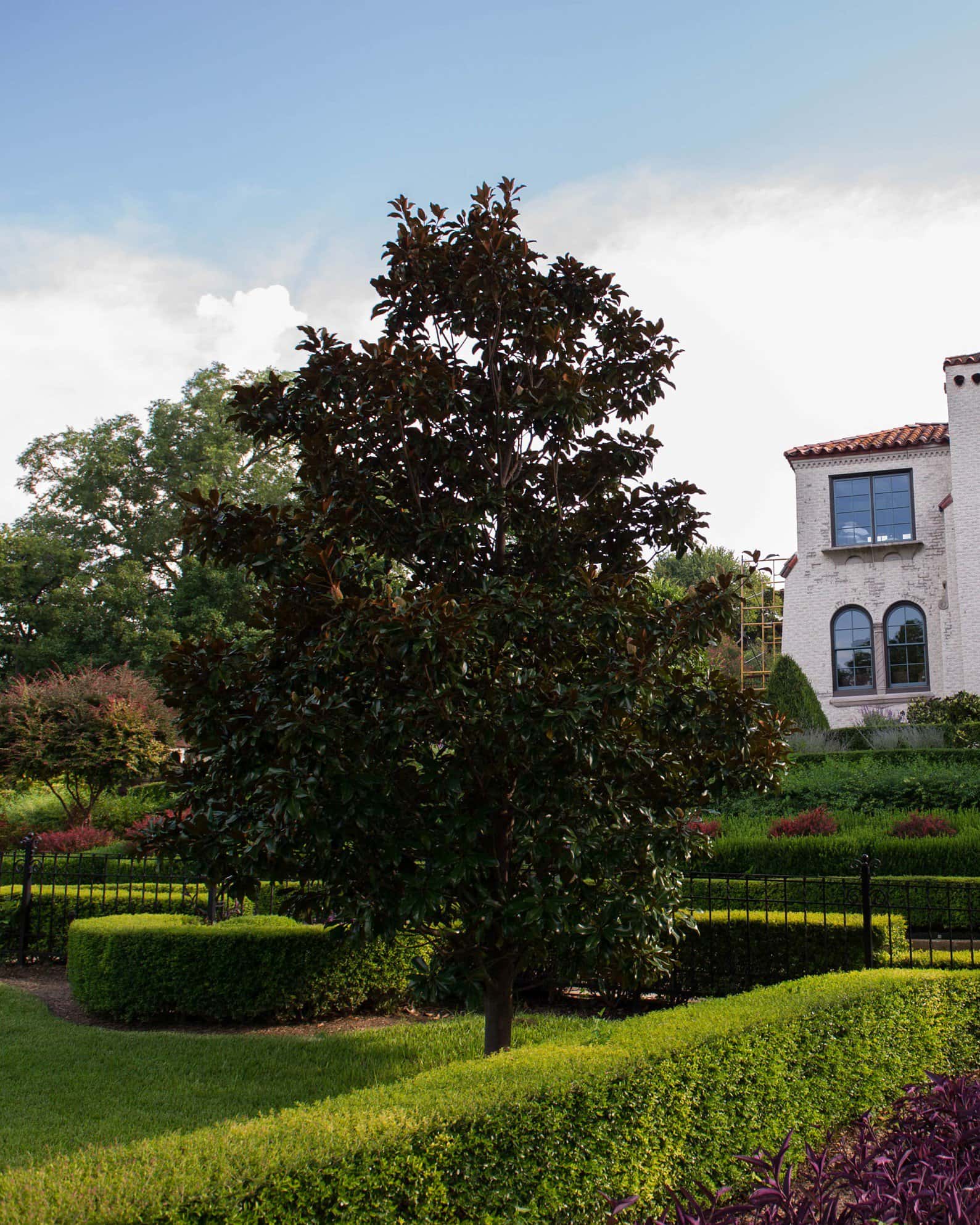 DD Blanchard Magnolia Tree Form - Image 6