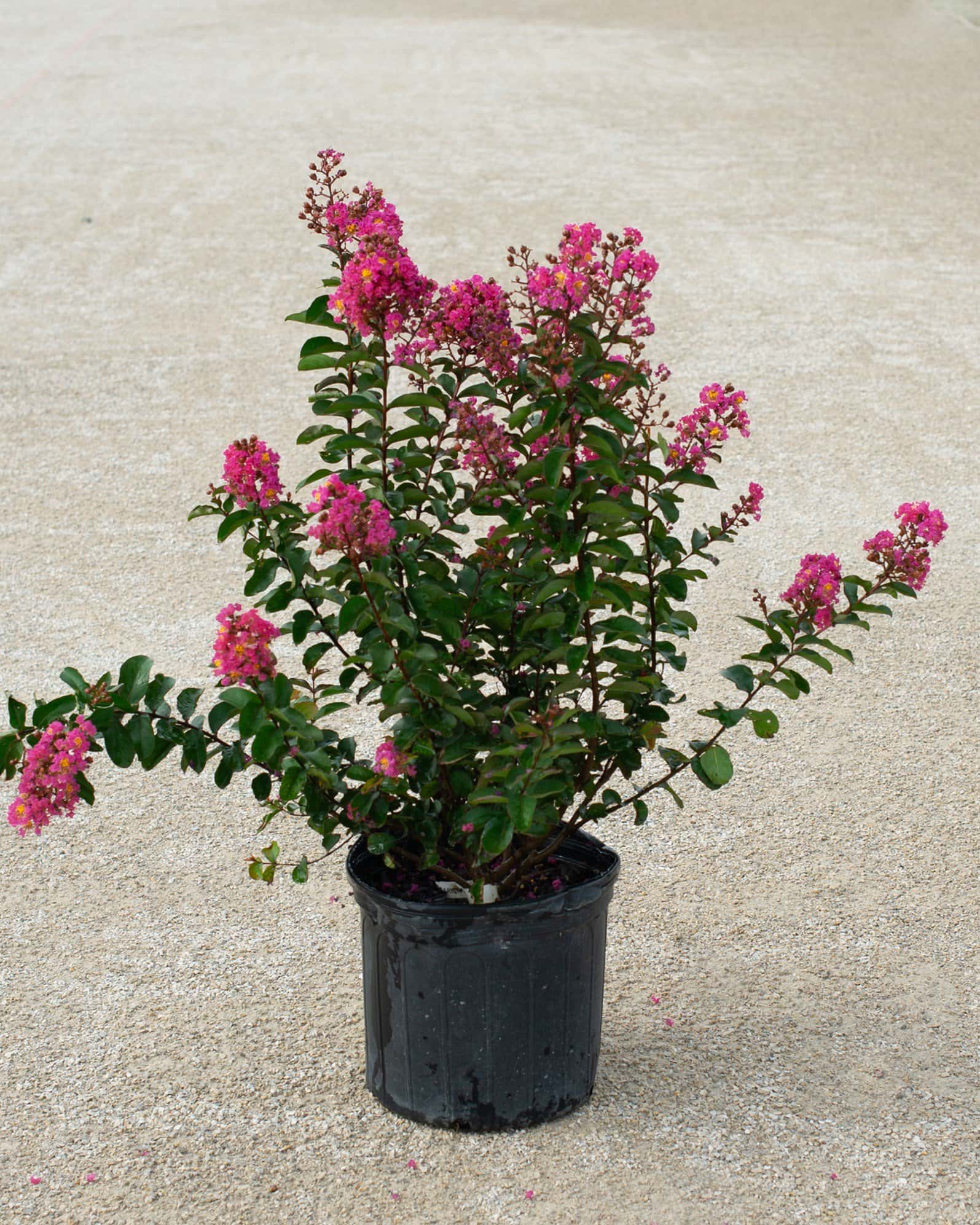 Dark Roast Crape Myrtle - Image 2