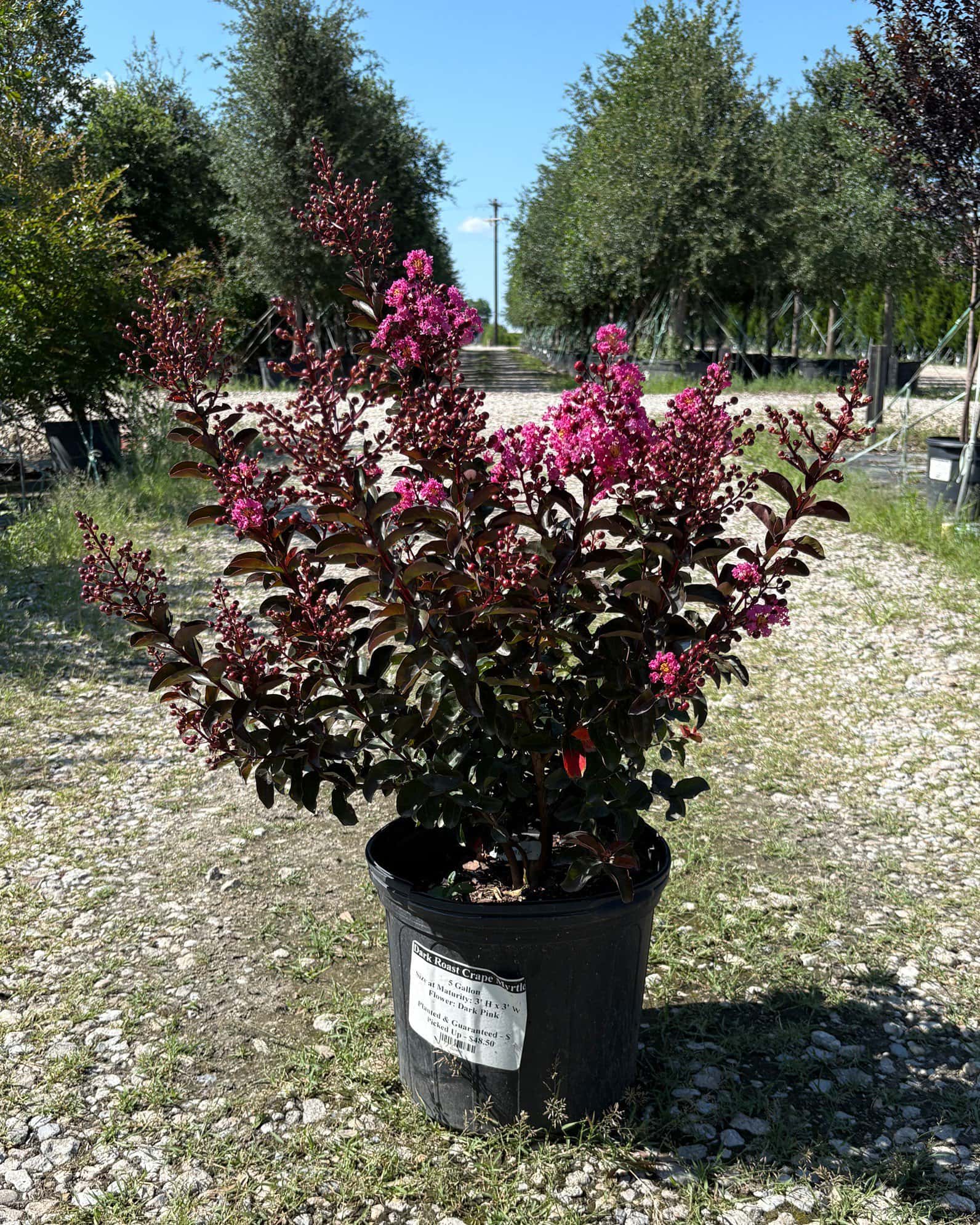 Dark Roast Crape Myrtle - Image 3