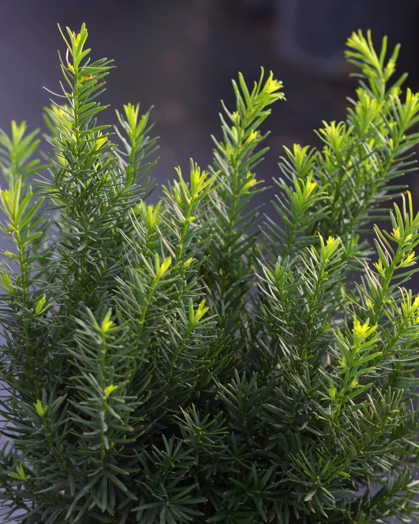 Densiformis Yew - Main Image