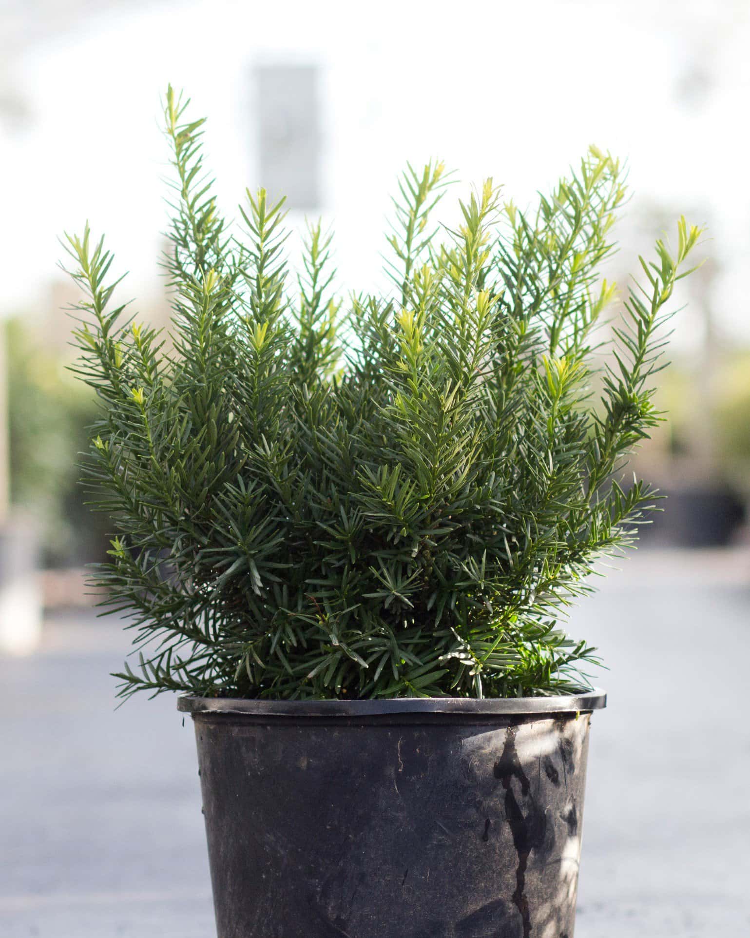 Densiformis Yew - Image 1