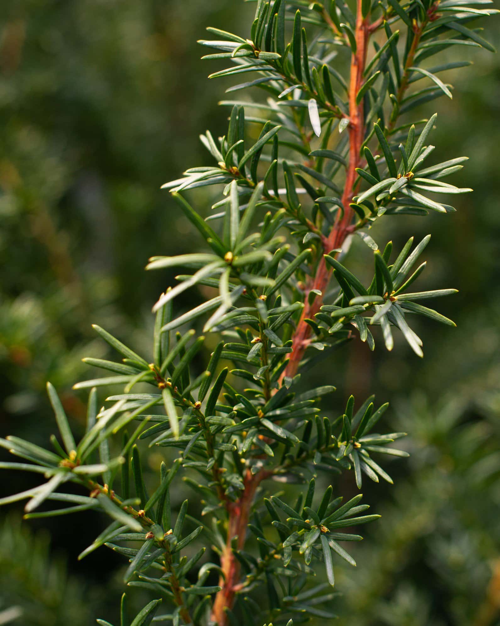 Densiformis Yew - Image 2