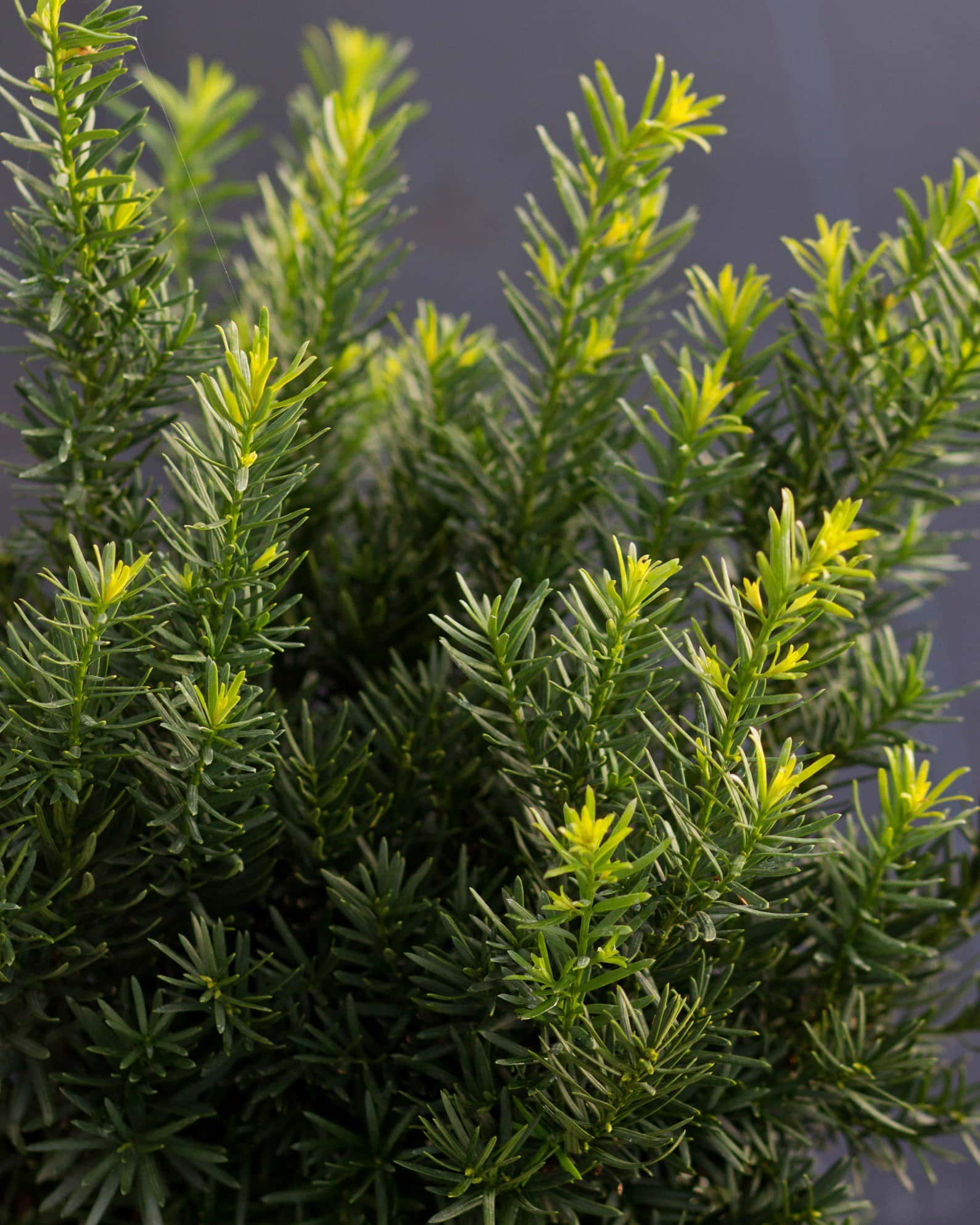 Densiformis Yew - Image 3